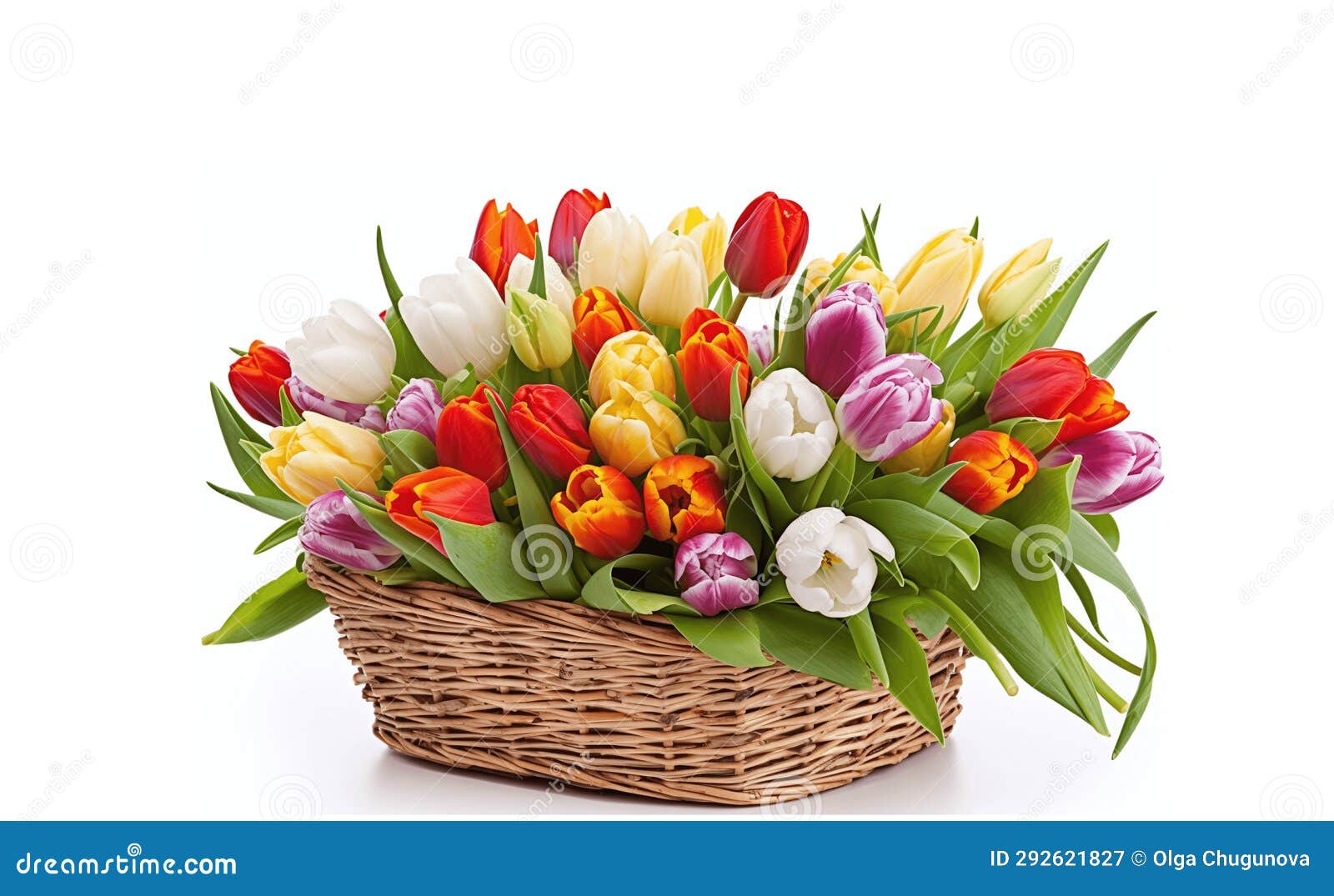 Tulip Flowers in a Basket on a White Background Stock Image Image of