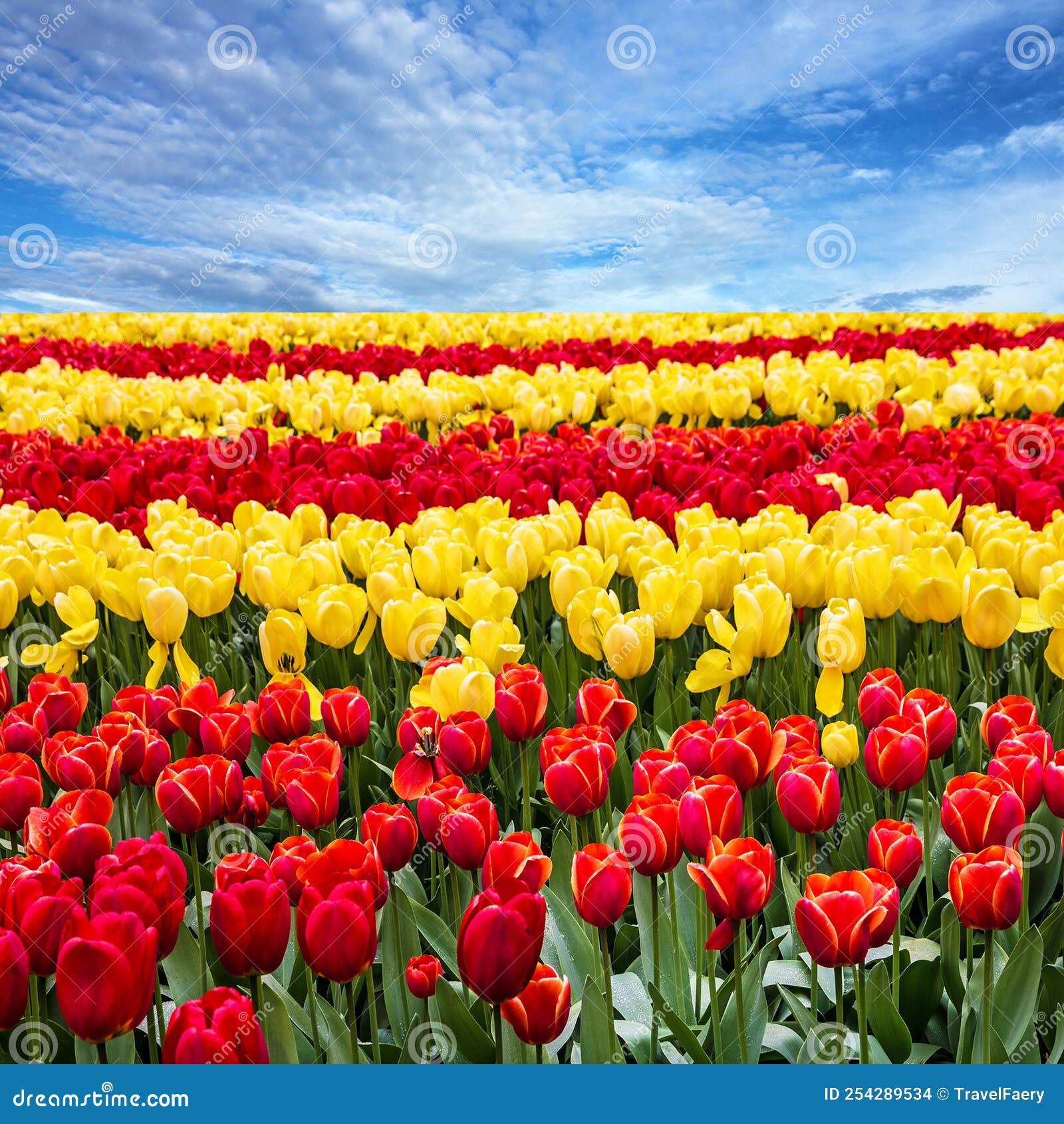 Tulip Flowers Field and Blue Sky Landscape Stock Photo Image of flora