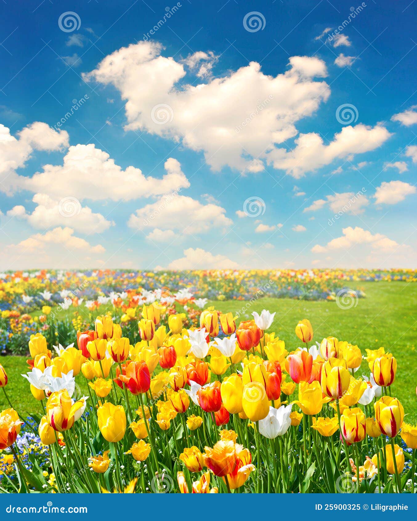 Tulip Flowers Field Over Blue Sky Stock Image Image of flora, bloom
