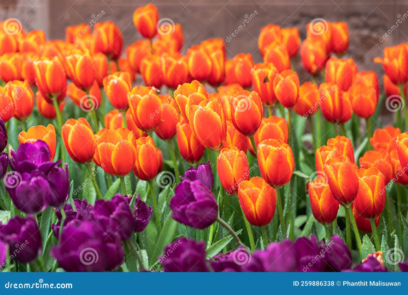 Tulip Flowers Fresh Spring in Tulip Field Stock Photo Image of mother