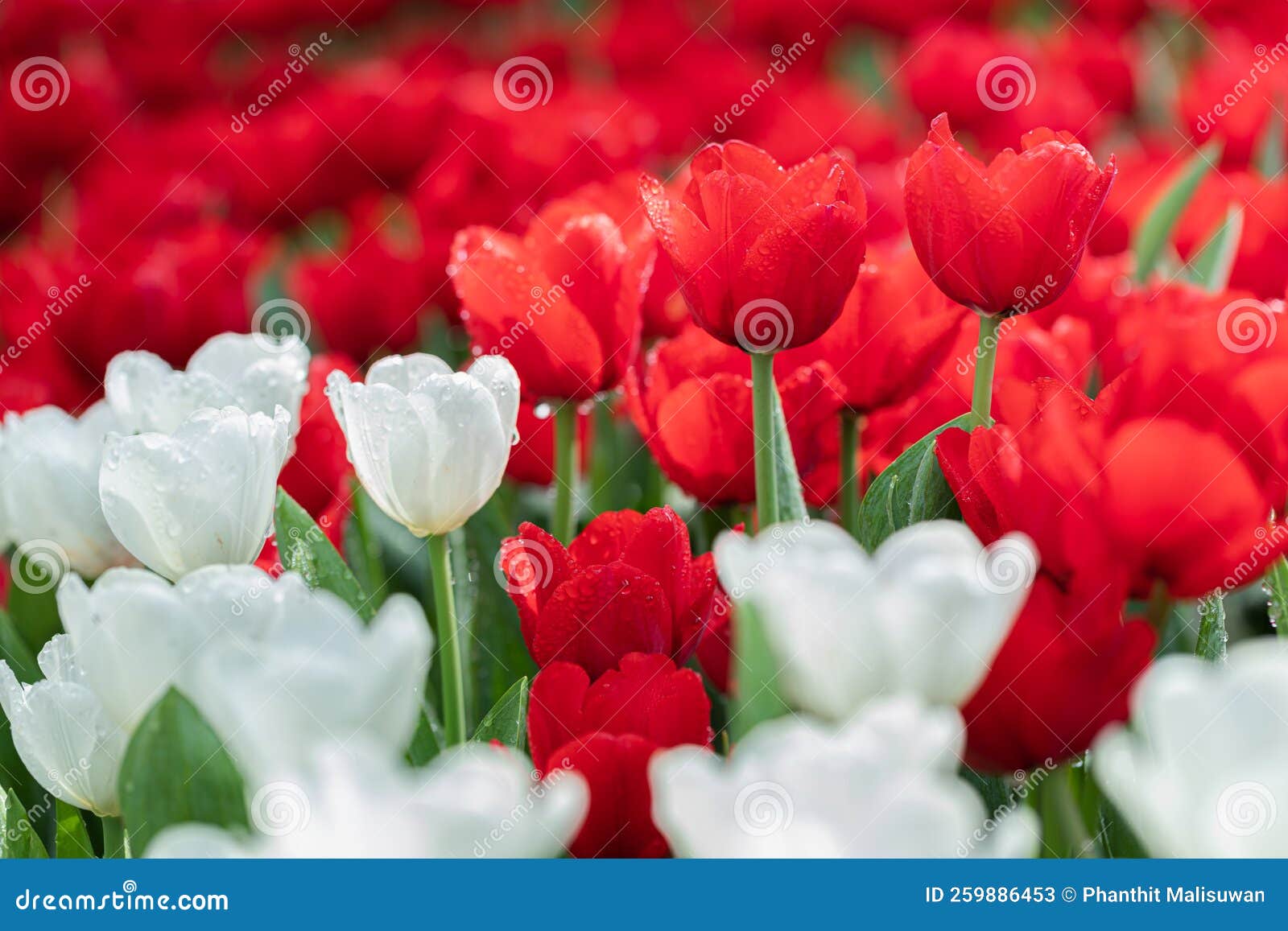 Tulip Flowers Fresh Spring in Tulip Field Stock Image Image of fresh