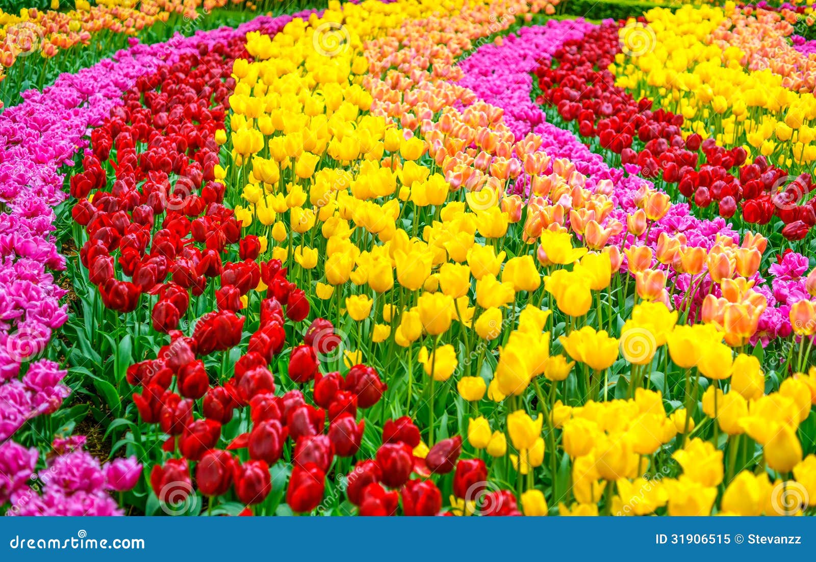 Tulip Flowers Garden In Spring Background Or Pattern ...