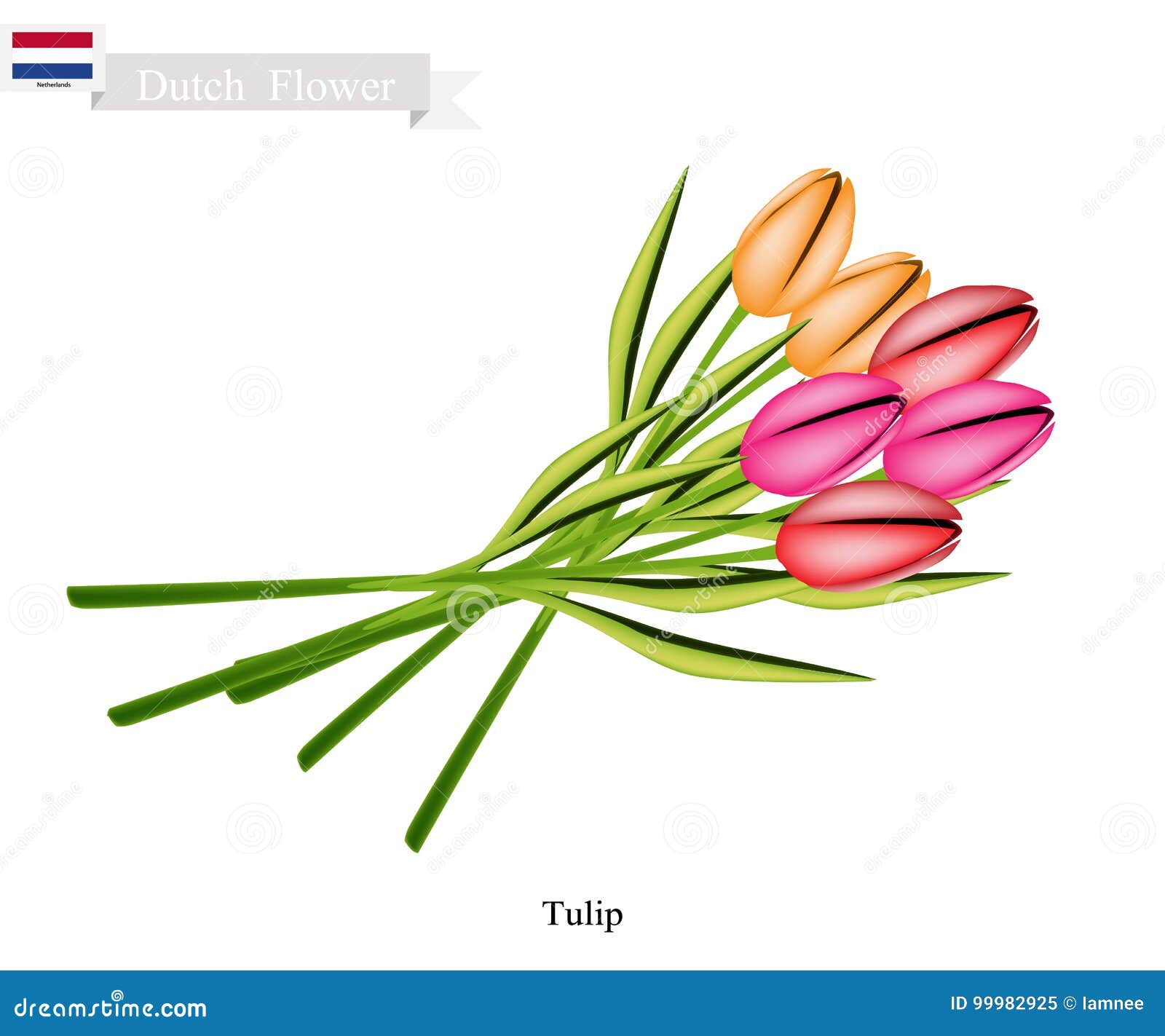 Tulip Flowers, La Flor Nacional De Países Bajos Ilustración del Vector -  Ilustración de indicador, flora: 99982925