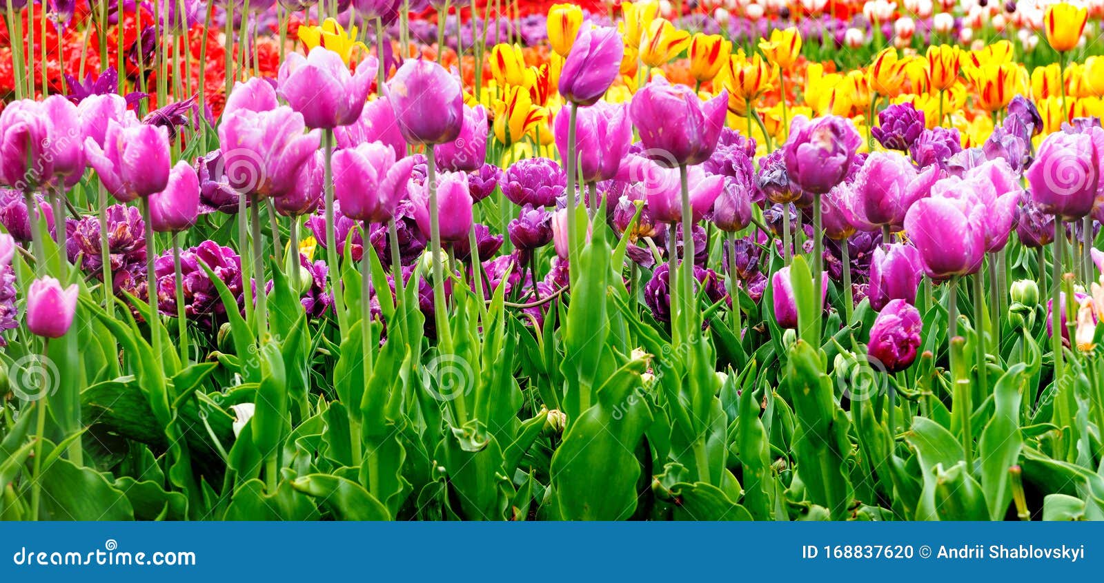 Tulip Flowers Meadow. Spring Nature Background, Holiday Background ...