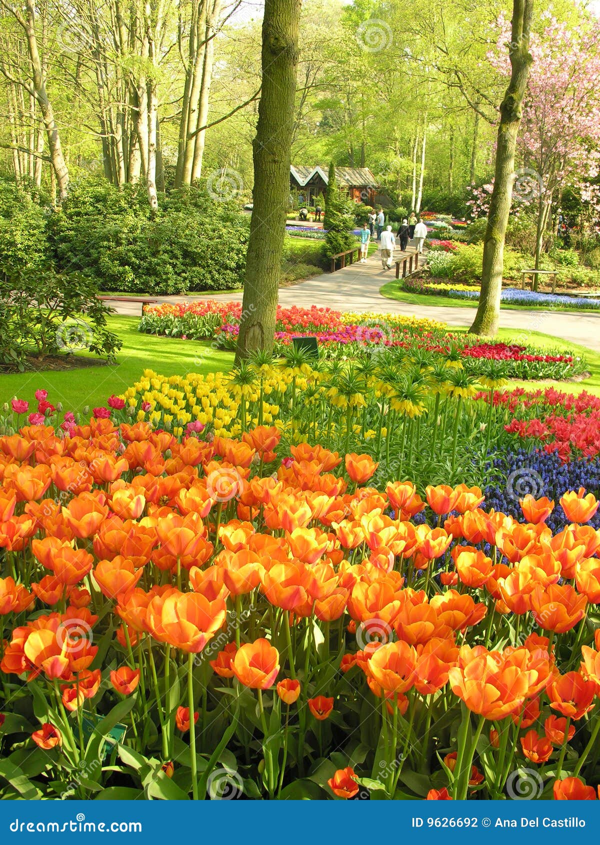Tulip flowers in park stock photo. Image of outside, arranged 9626692