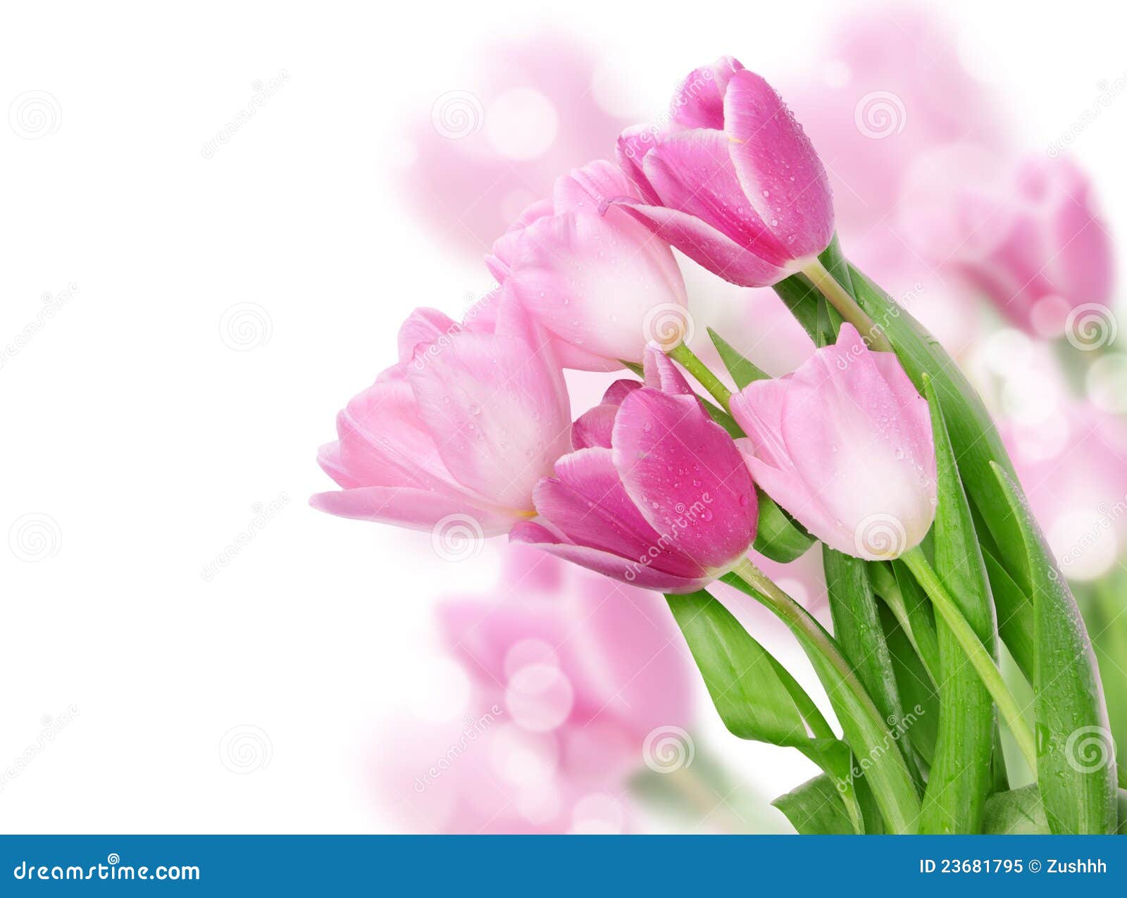 Tulip Flowers Postcard Concept Stock Image - Image of greeting, fresh ...