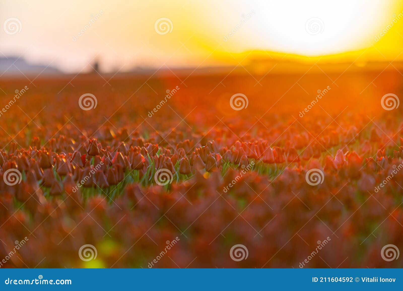 Tulip Flowers Production in Stock Photo Image of