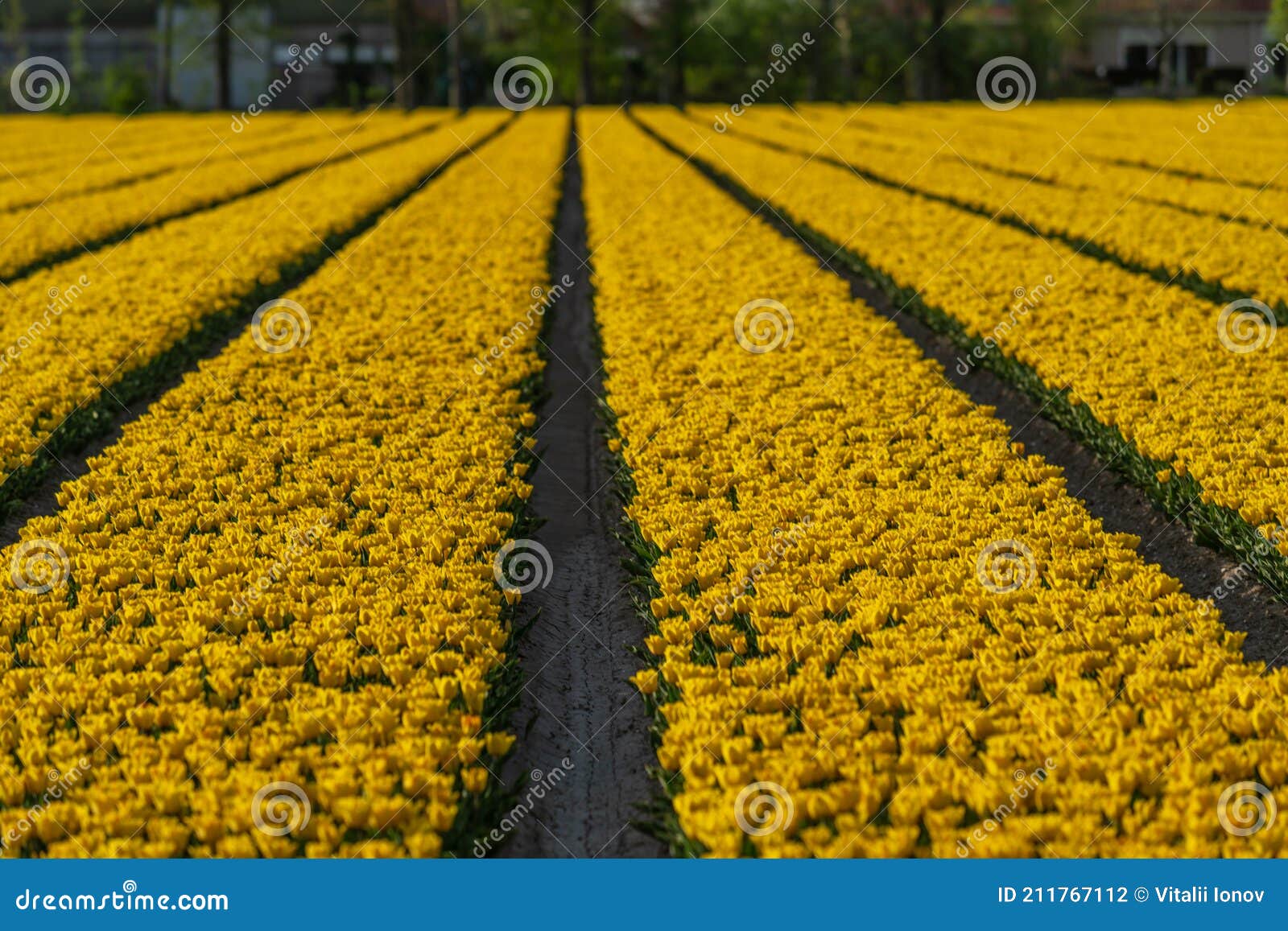 Tulip Flowers Production in Stock Photo Image of