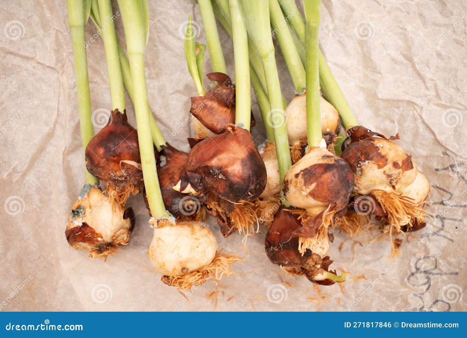 Tulip Flowers with Root Bulbs on Craft Paper Stock Photo Image of