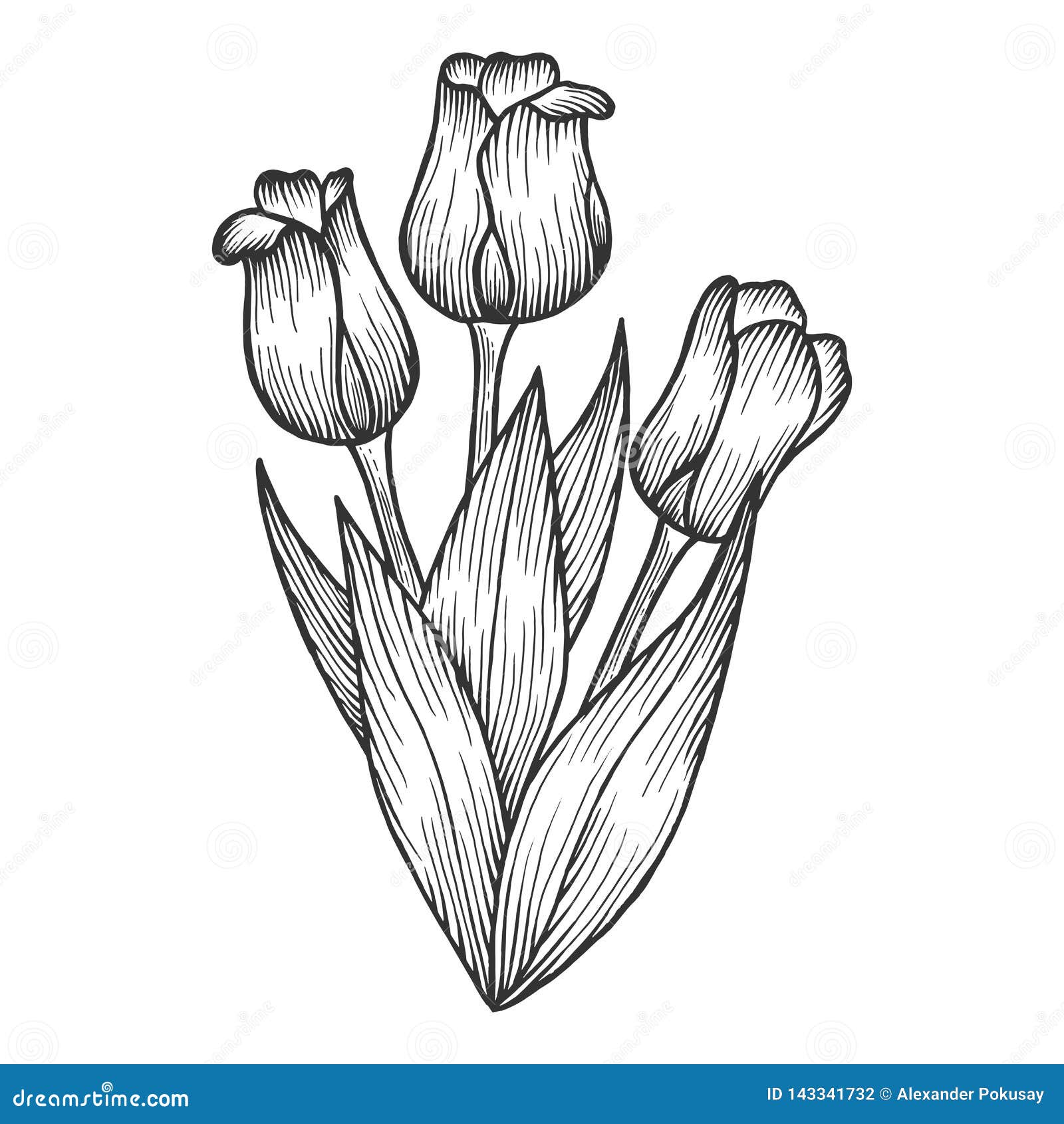 Tulip Flowers Sketch Engraving Vector Stock Vector - Illustration of ...