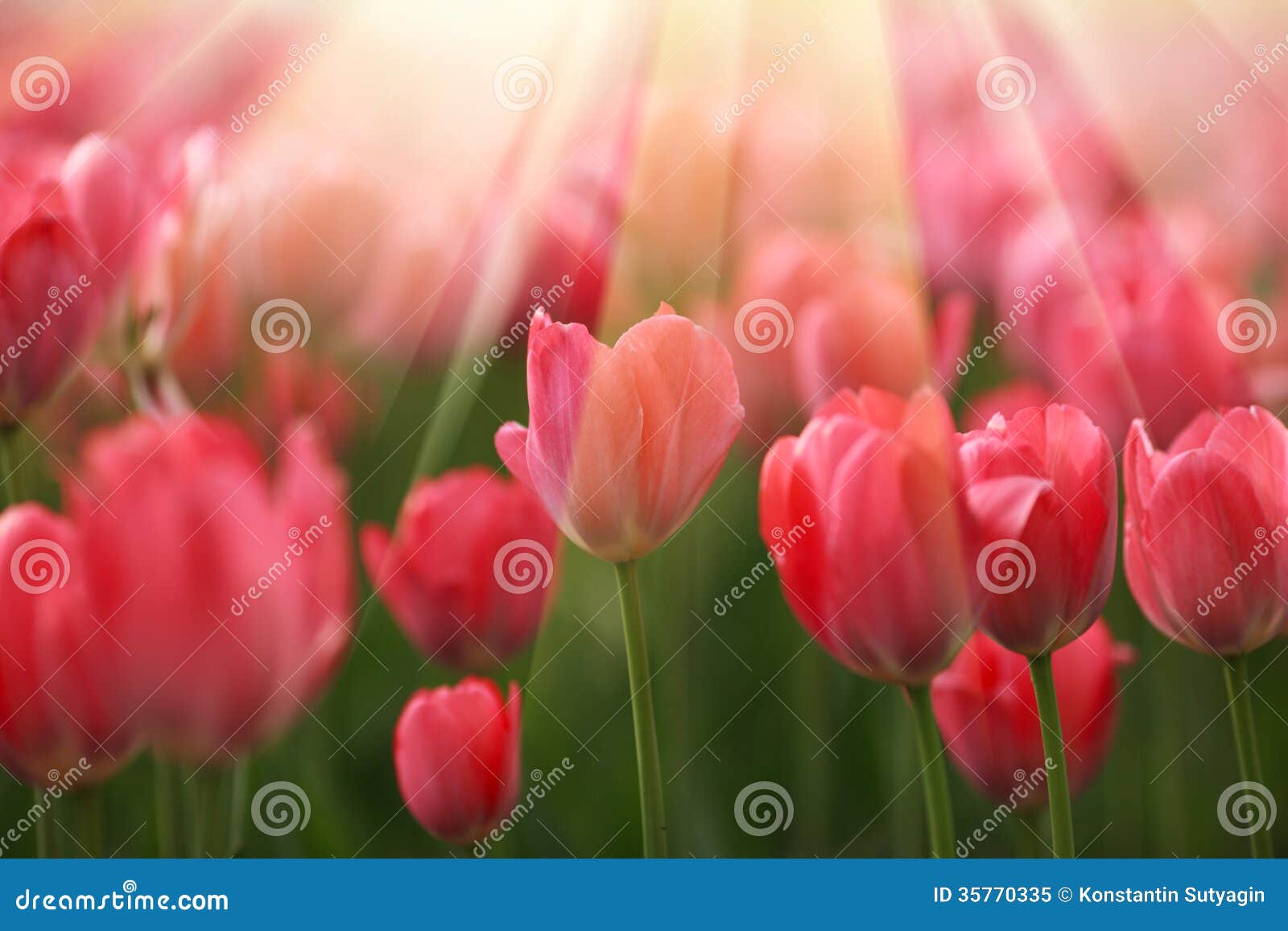 tulip flowers in sunshine
