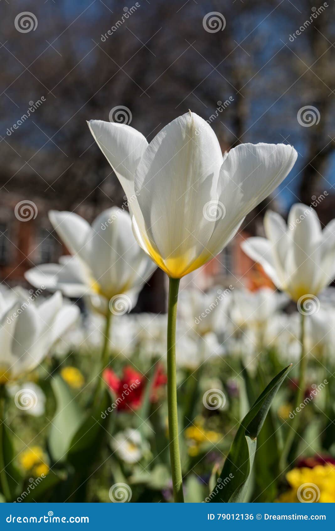 Tulip stock photo. Image of flowers, garden, dublin, tulips 79012136