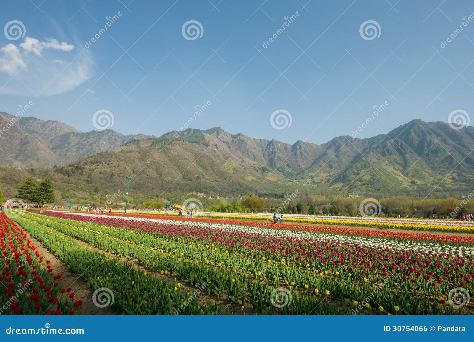 Tulip Garden in Kashmir, India Stock Photo Image of flower, colorful