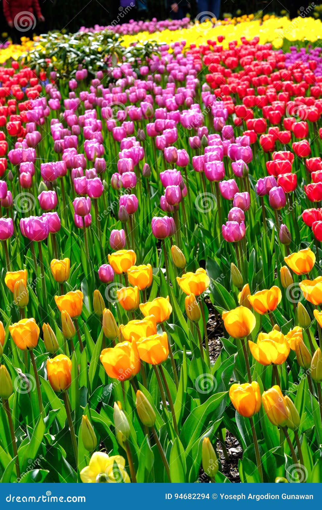 Tulip garden stock photo. Image of world, second, largest 94682294