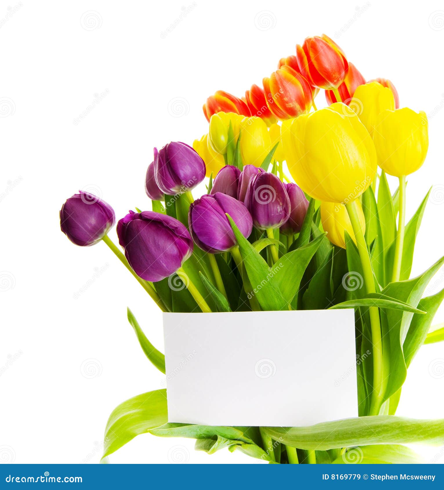 Tulip gift stock image. Image of easter, spring, graceful 8169779