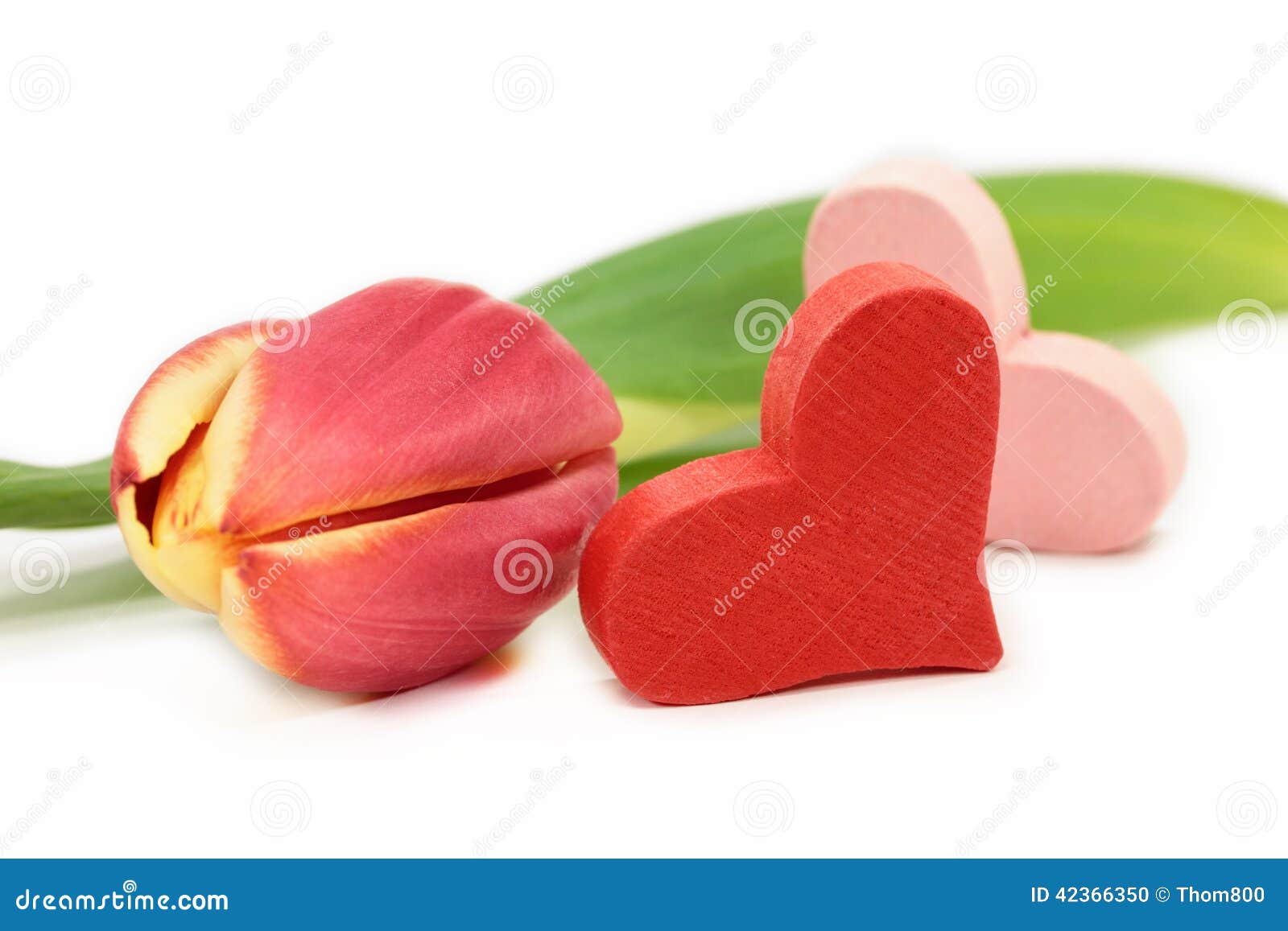 Tulip with heart. Tulip with red hearts isolated