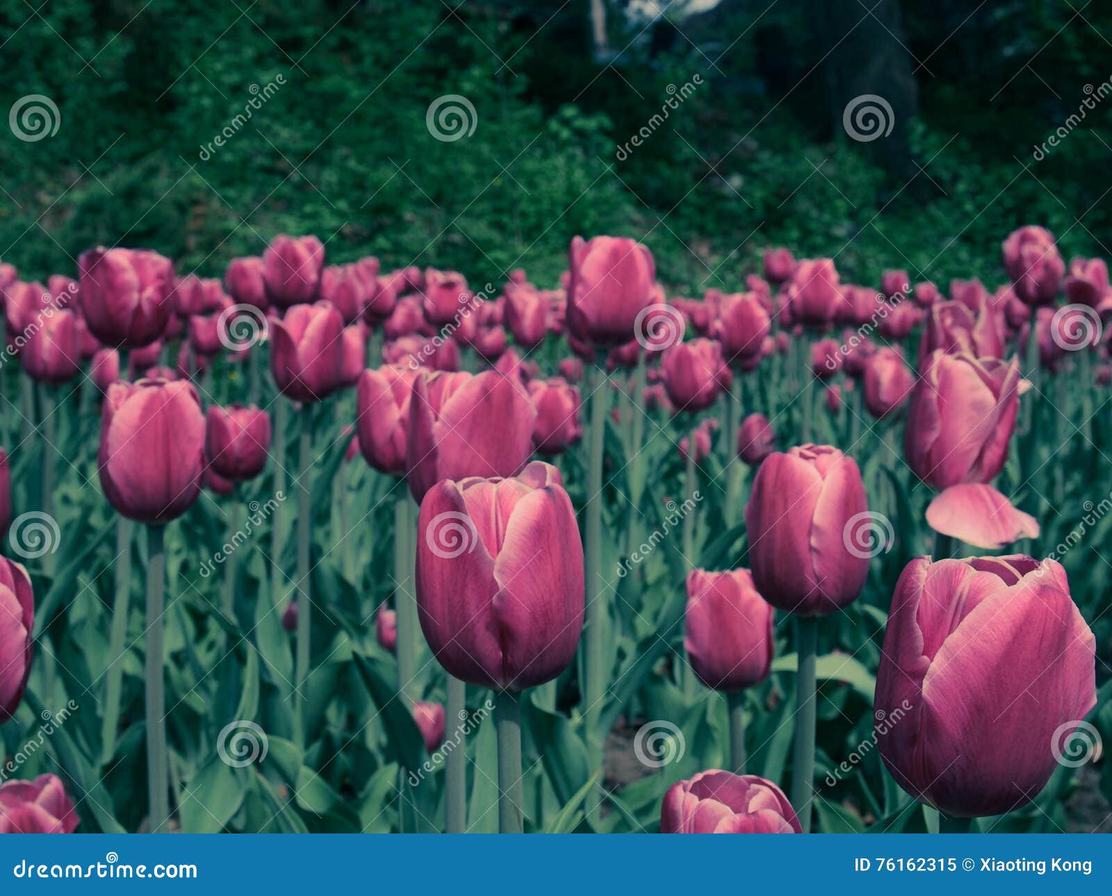 Tulip stock image. Image of base, pink, kind, tulip, white 76162315