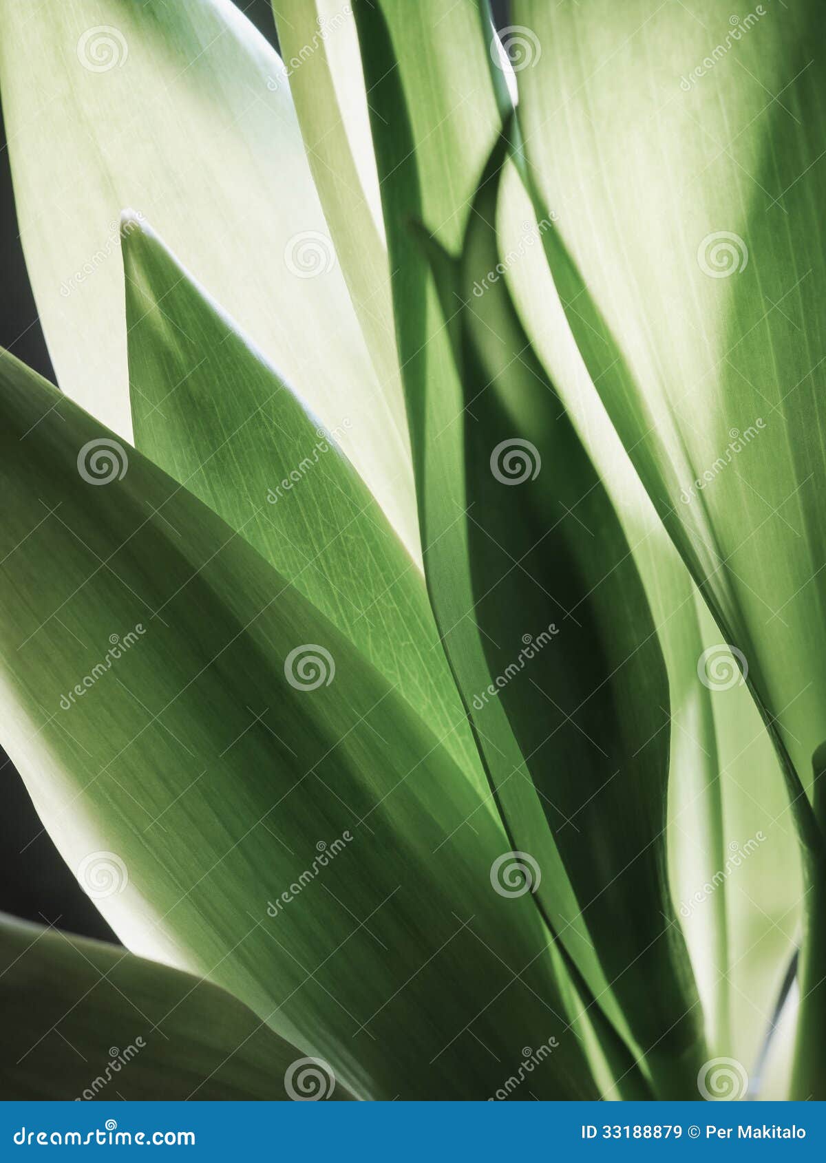 Tulip Leaf Stock Image Image Of Vertical Scenic Copy 33188879