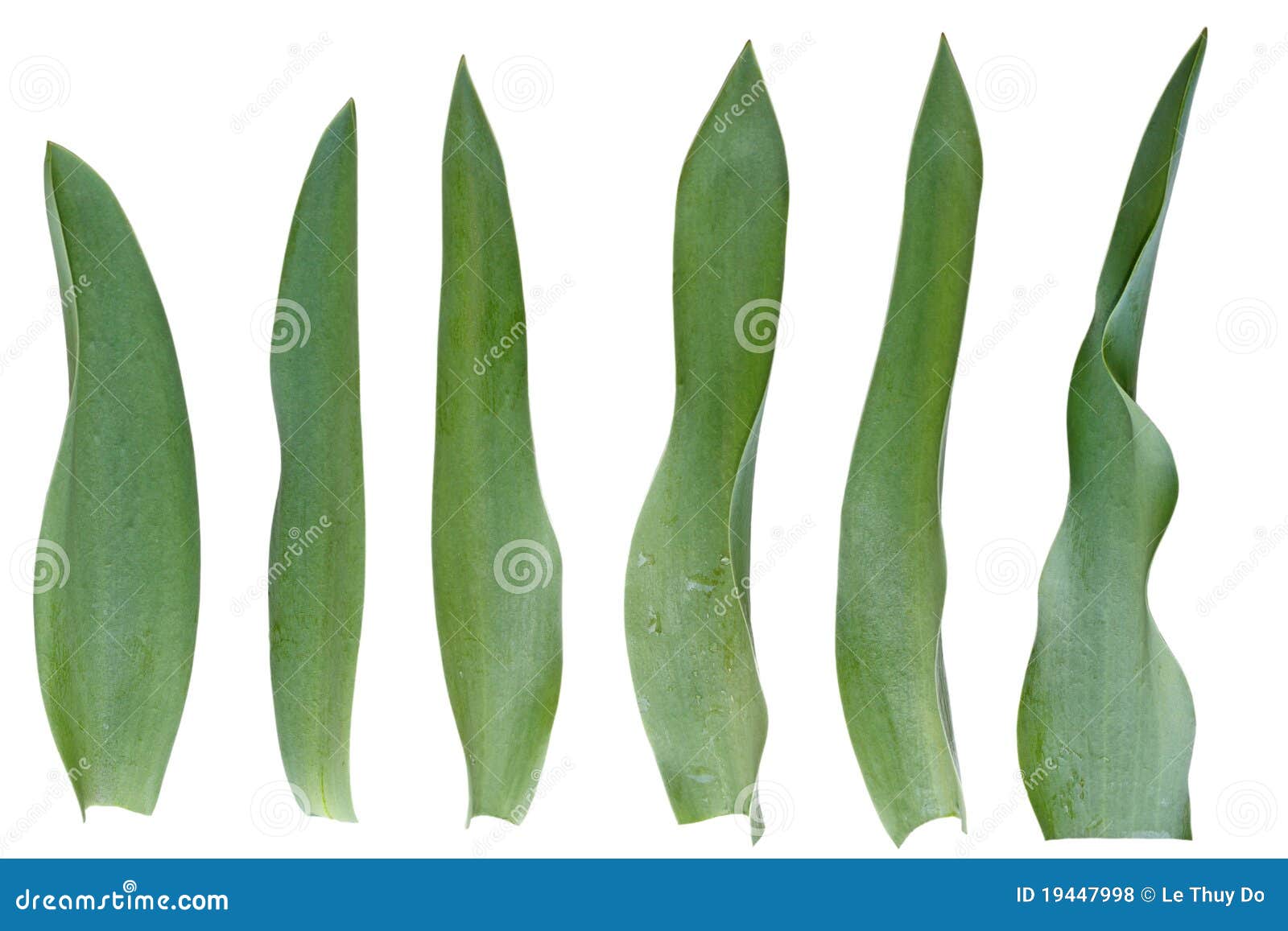 Tulip Leaf Set stock photo. Image of closeup, collection 19447998