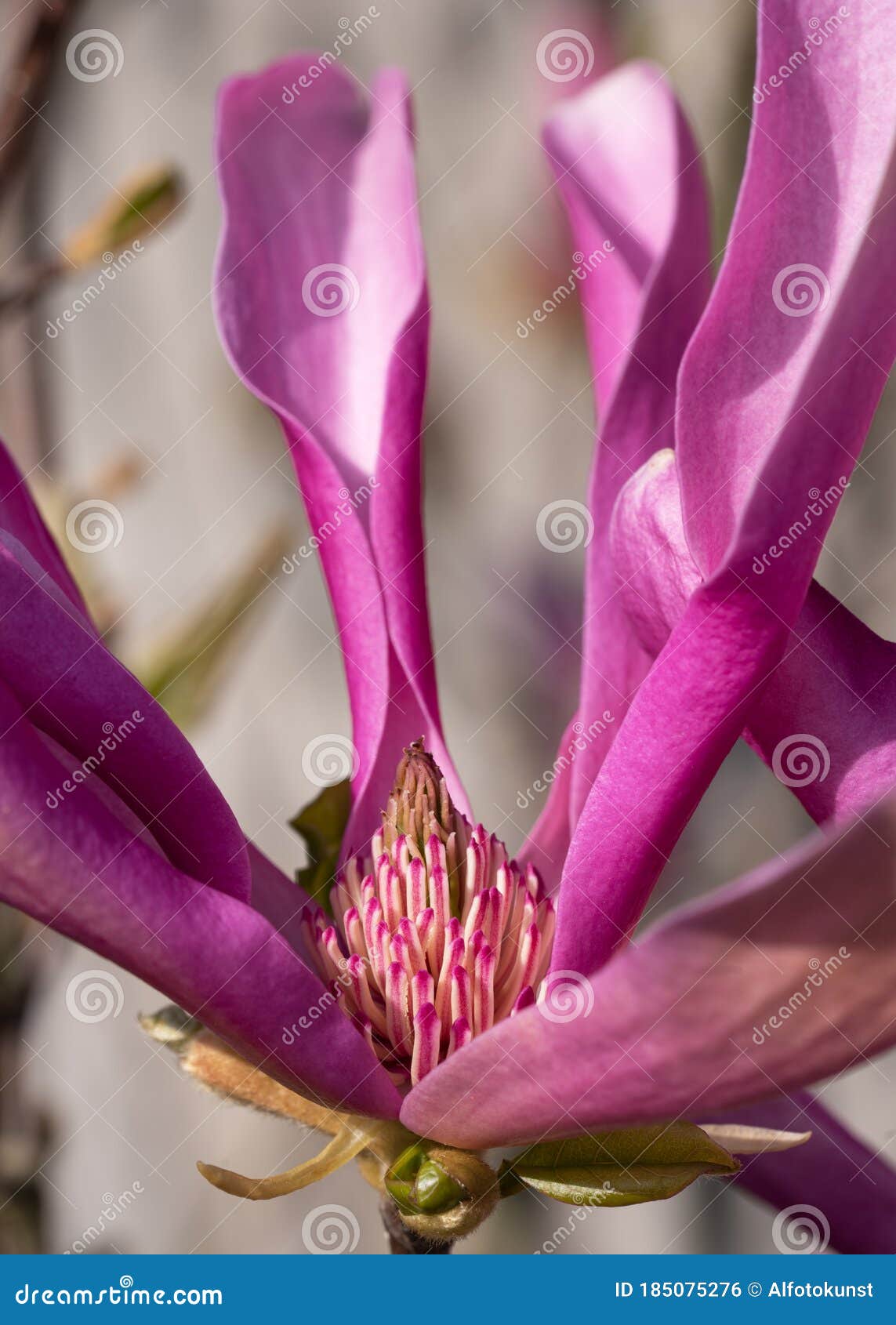 tulip magnolia, magnolia liliiflora