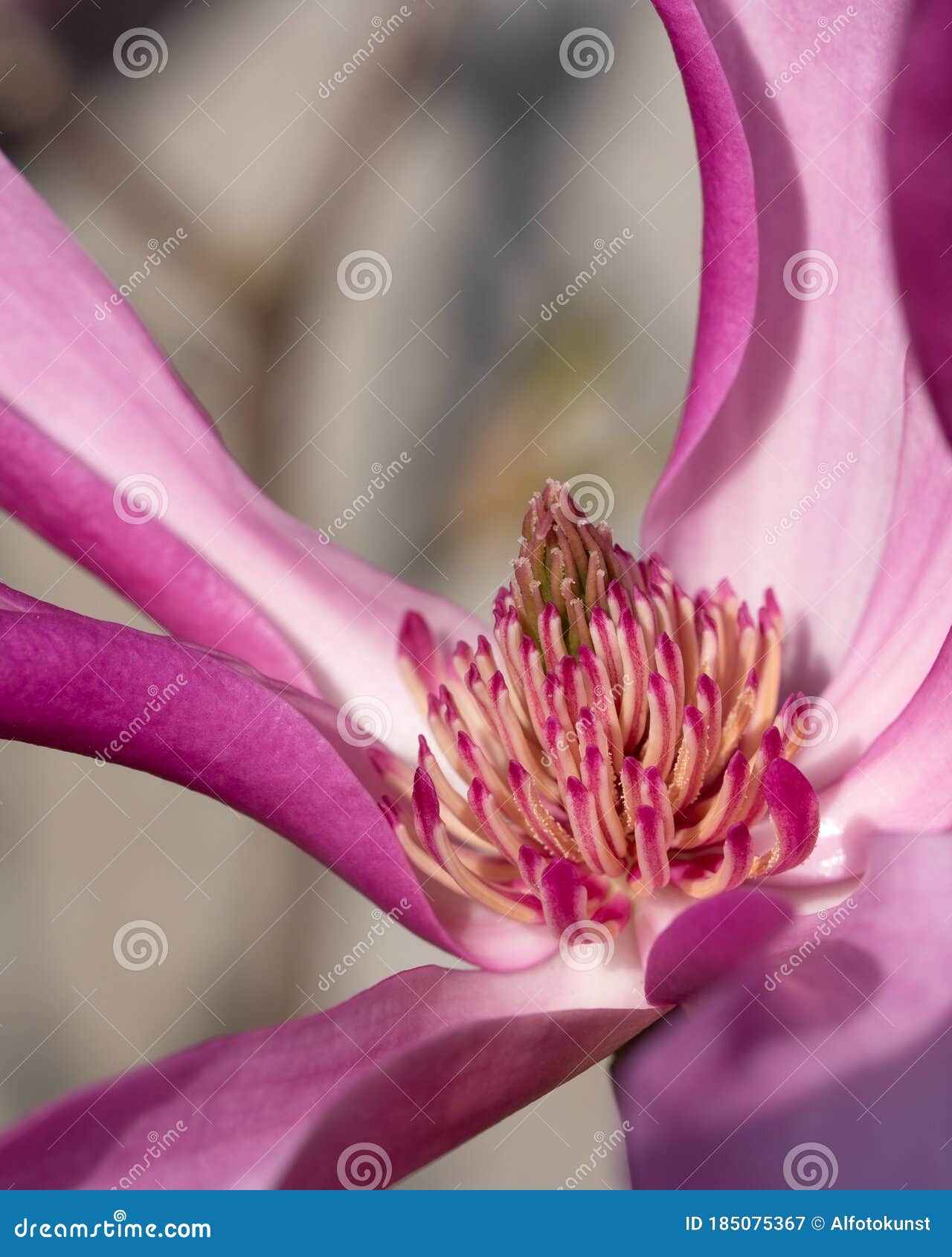 tulip magnolia, magnolia liliiflora