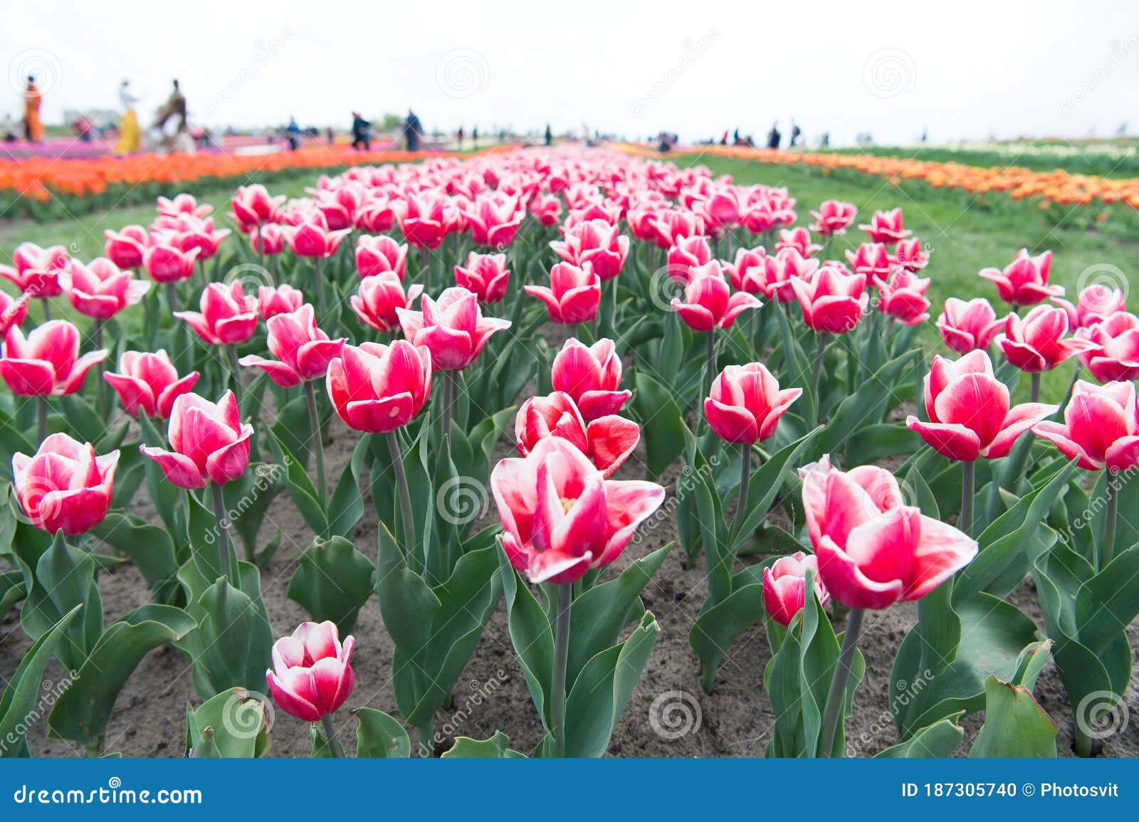 Tulip Mania. Tulip Flowers Blooming in Spring. Tulip on Natural Landscape. Planting and Growing. Flower Farm Stock Photo - Image of field, colors: 187305740
