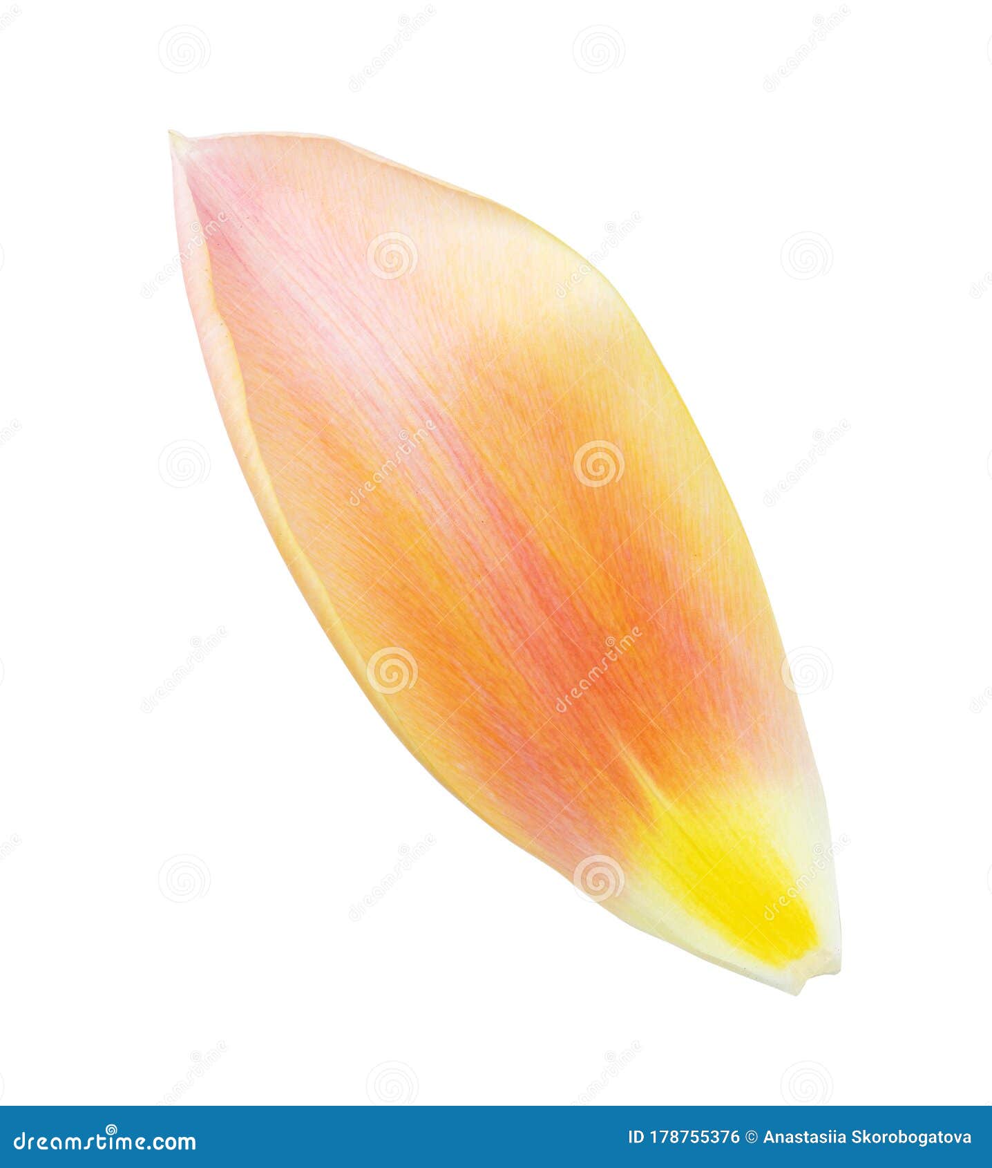 tulip petal on white background