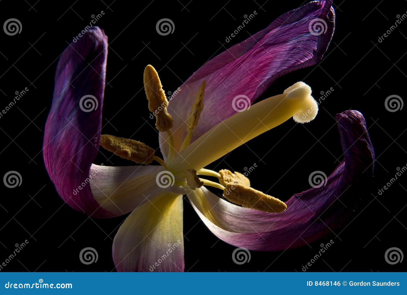 Tulip with petals wilting stock photo. Image of macro 8468146