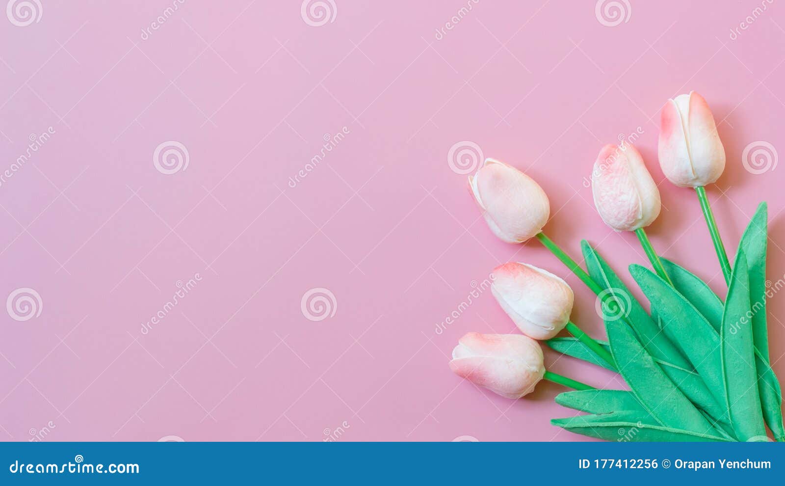 Tulip on Pink Color Background Stock Photo - Image of color, bunch ...