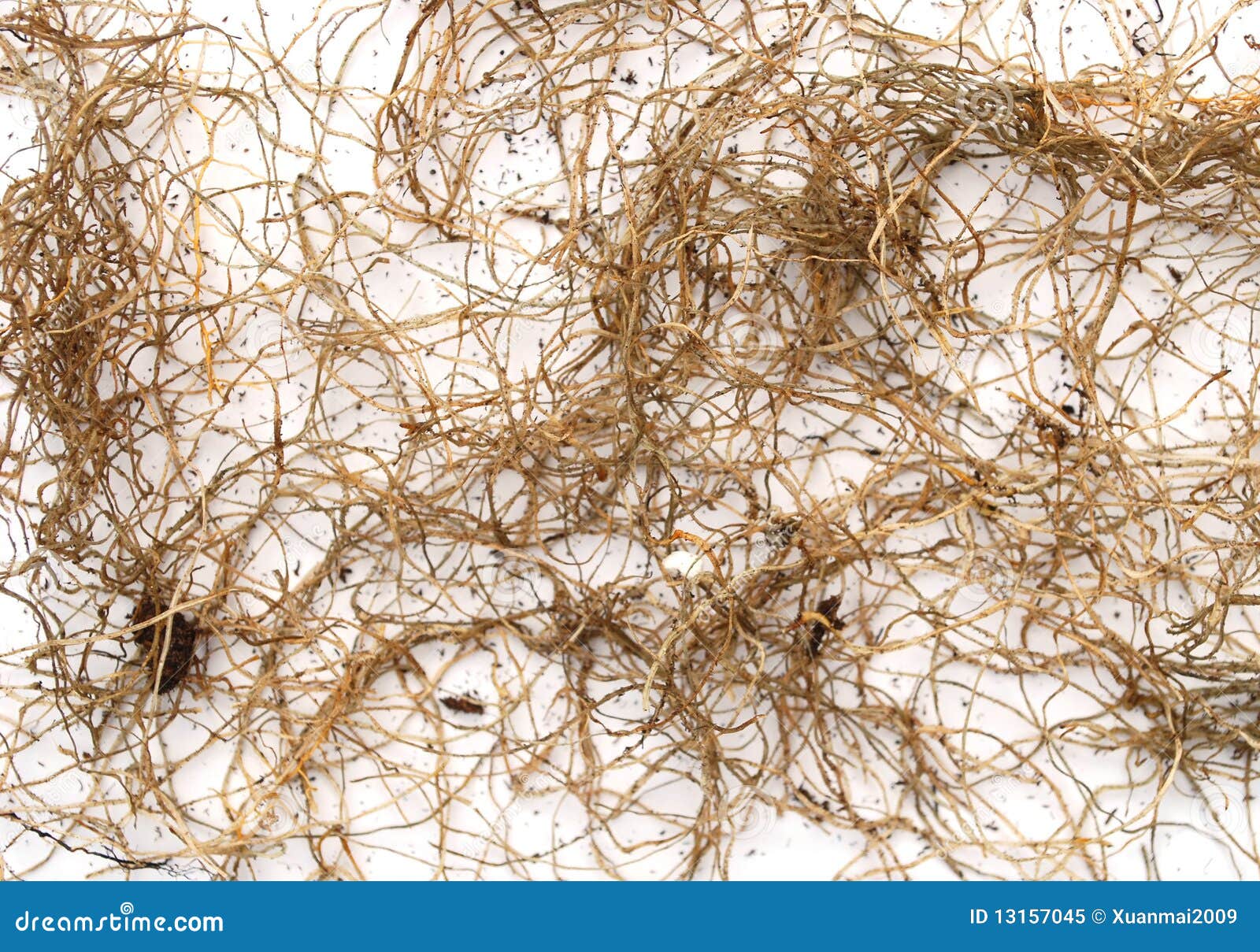 Tulip roots background stock image. Image of decorative 13157045