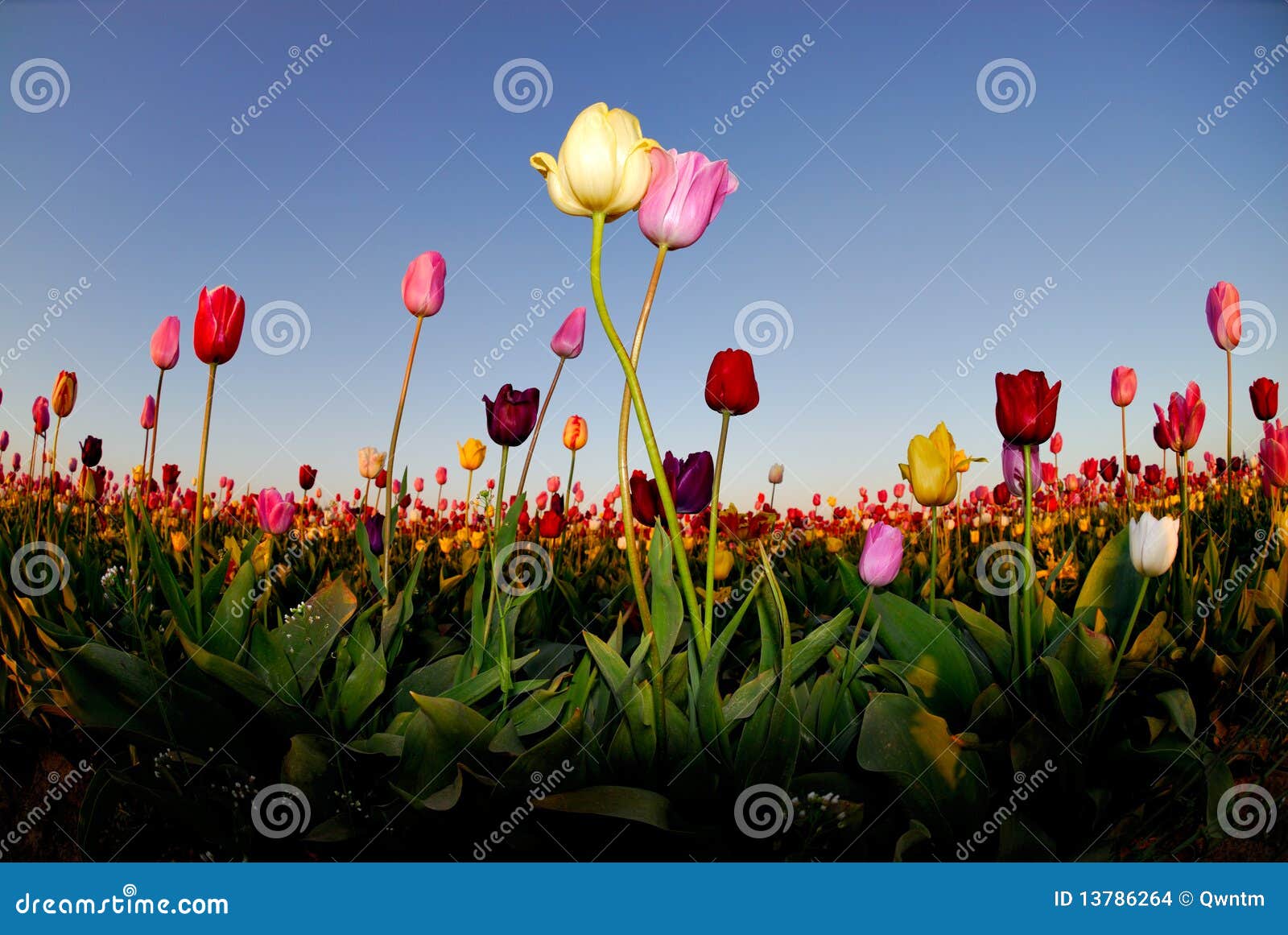 Tulip s Kiss stock photo. Image of field, tulips, embrace 13786264