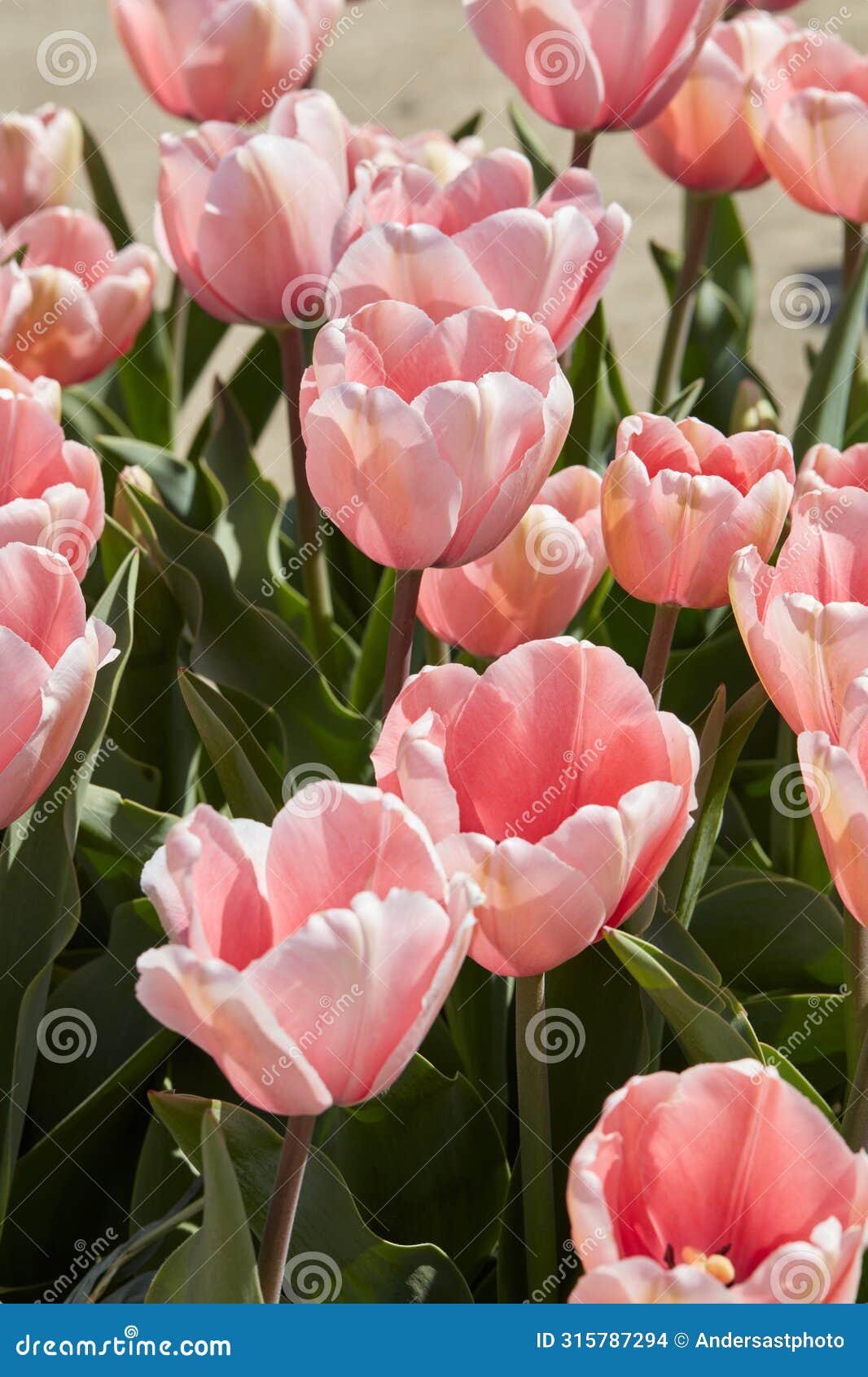 tulip salmon impression, pink flowers in spring