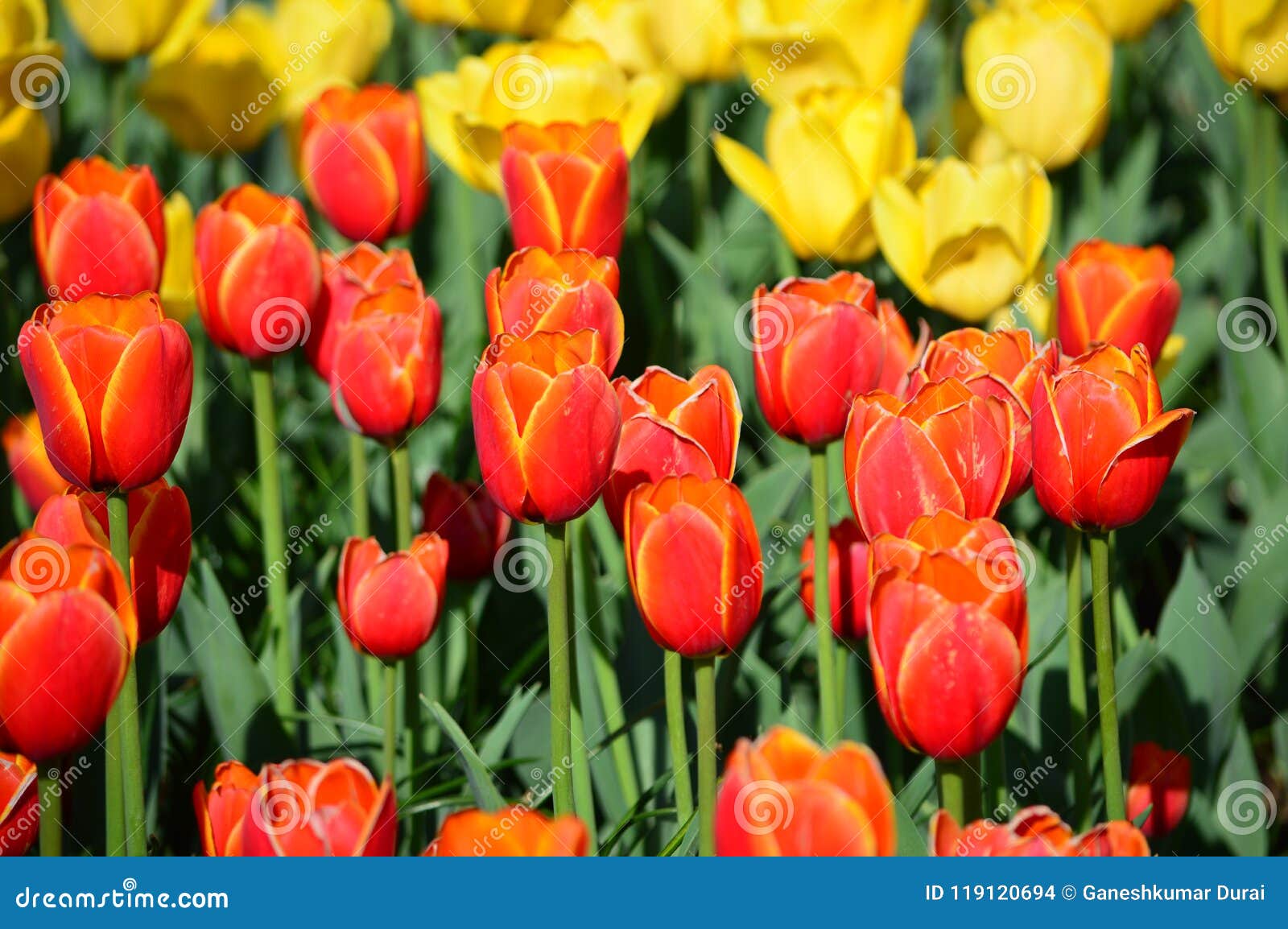 apeldoorn`s elite tulip - veldheer tulip garden