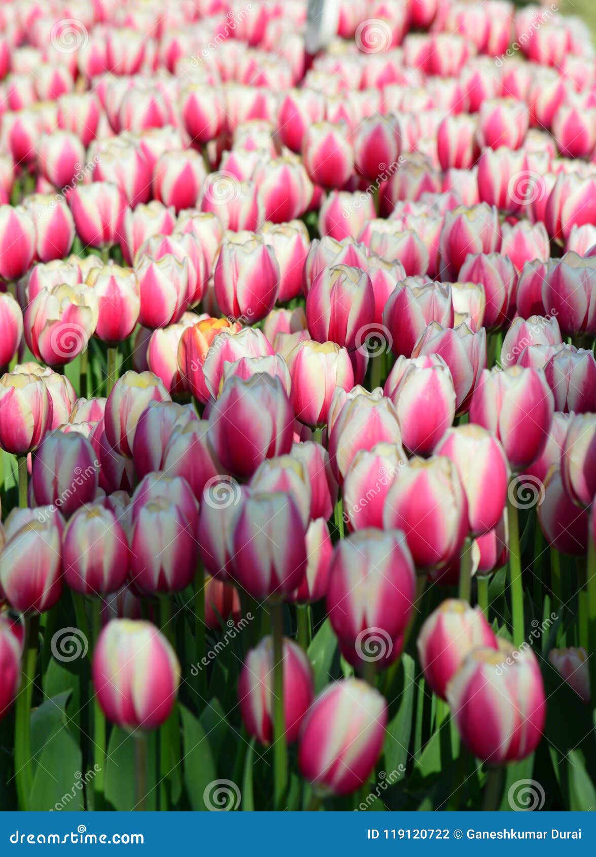 Pink Impression Tulips At Veldheer Tulip Garden In Holland Stock