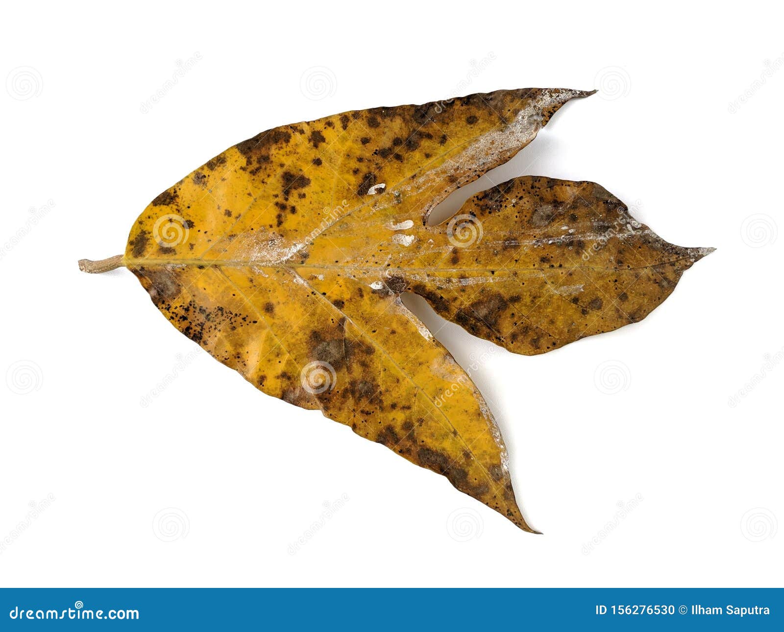 Tulip Tree Dry Leaf Isolated On White Background Stock Photo Image Of