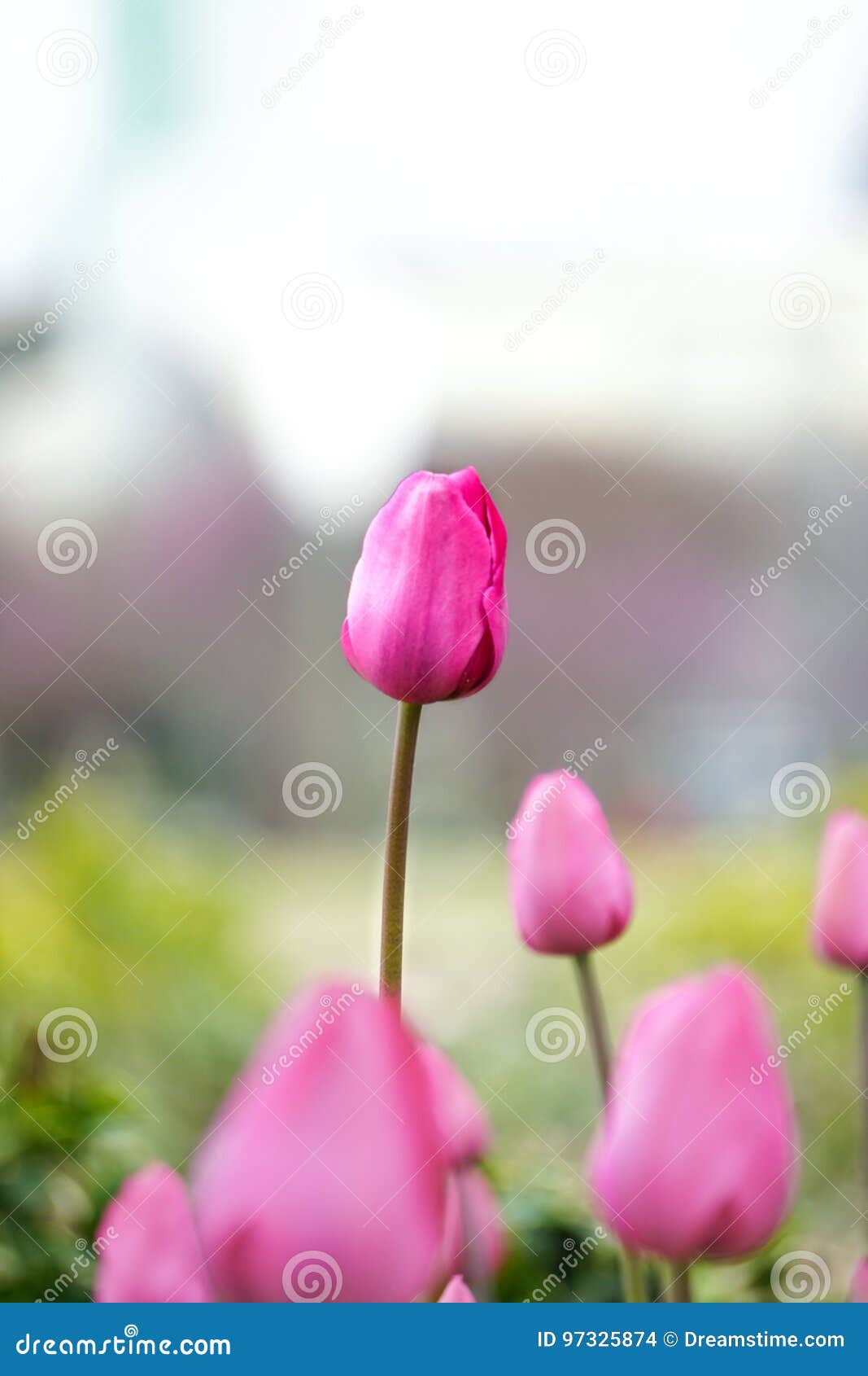 Tulip stock photo. Image of nature, color, blossom, bloom 97325874