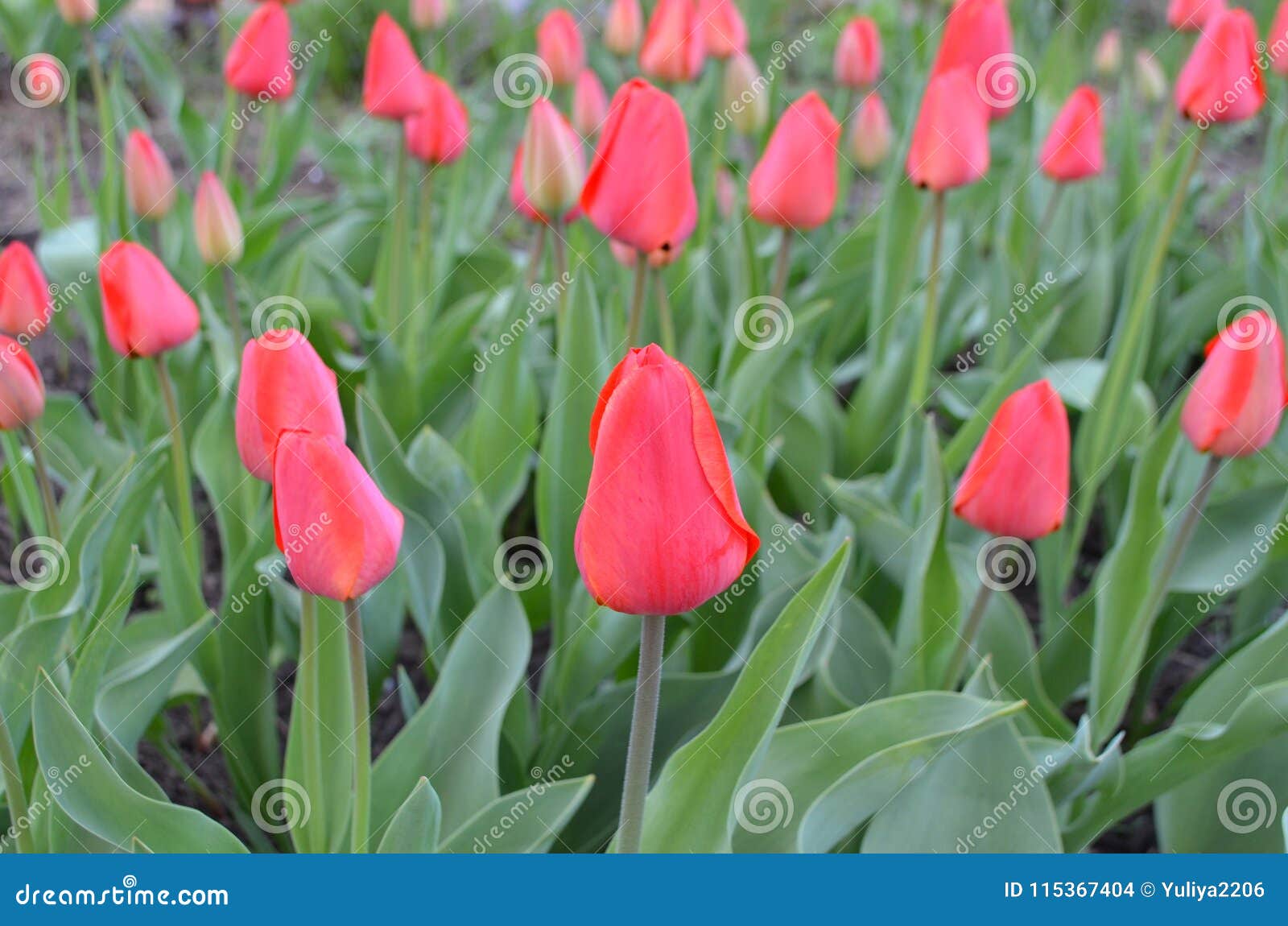 tulip variety red paradiso rearly
