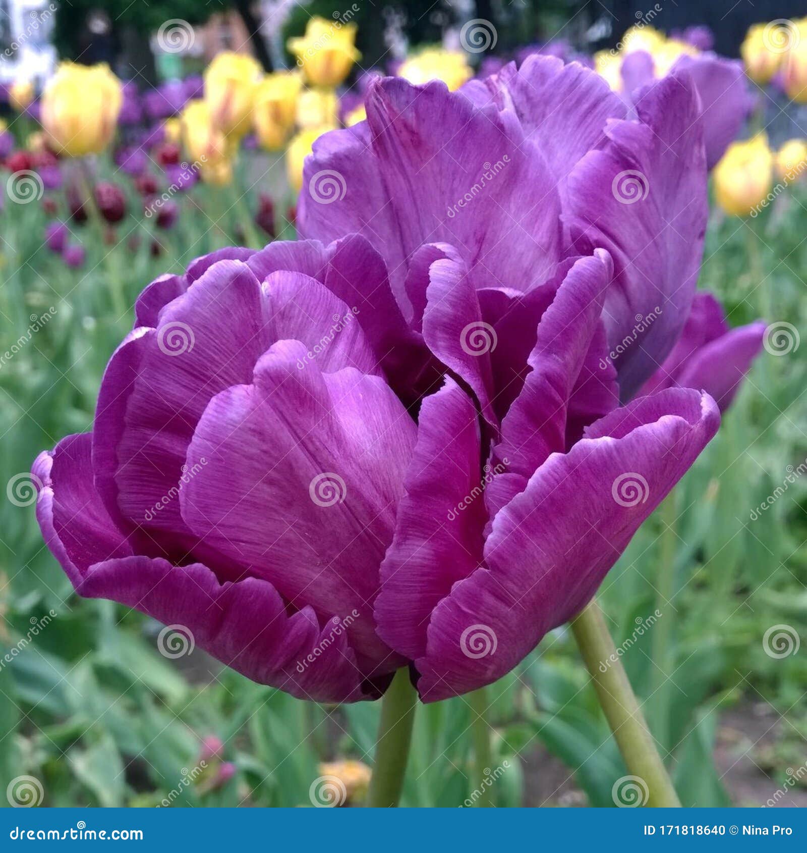 Tulip Violet Fleur Florissante Photo stock - Image du ressort, violette:  171818640