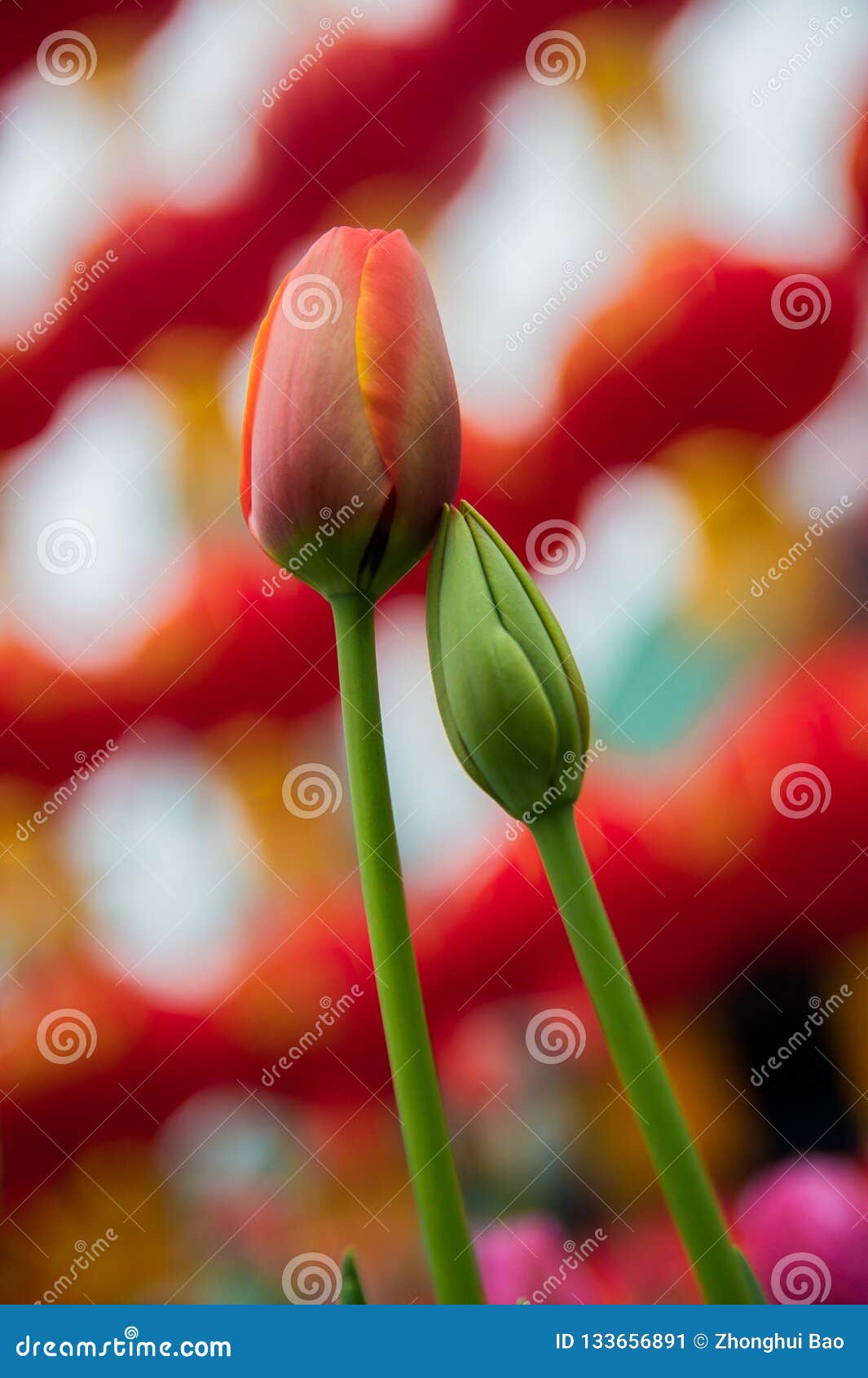 Tulip Wallpaper stock image. Image of background, tulip - 133656891