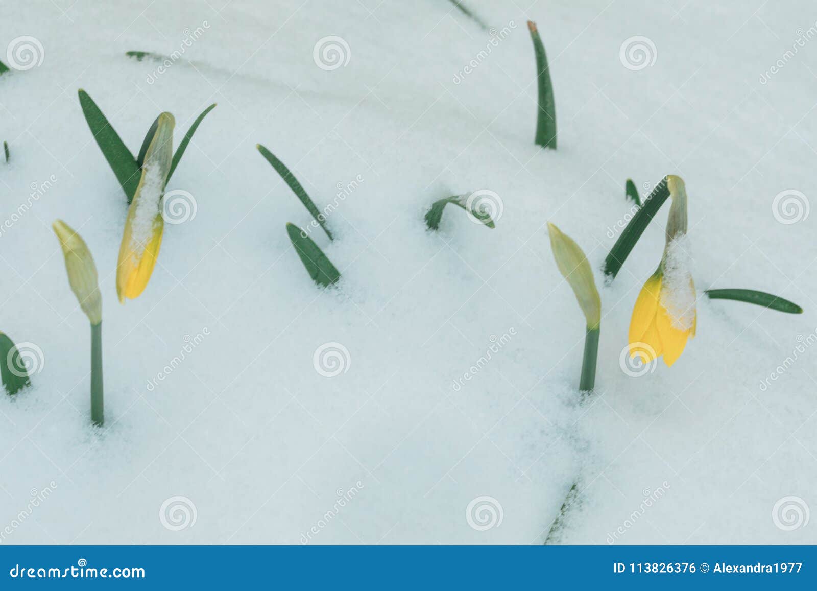 a tulip weighed down by heavy snow