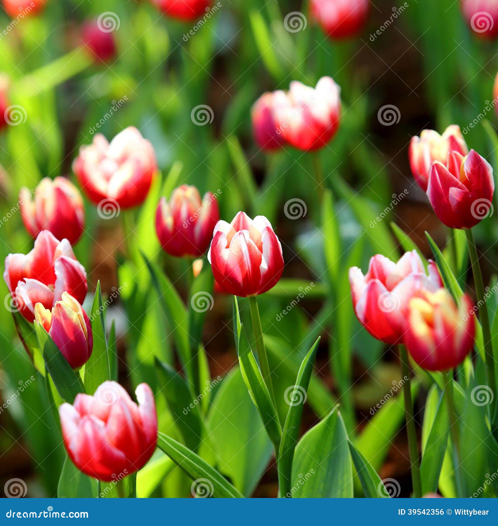 Tulipa Colorida No Fundo Da Natureza Foto de Stock - Imagem de planta,  brilhante: 39542356