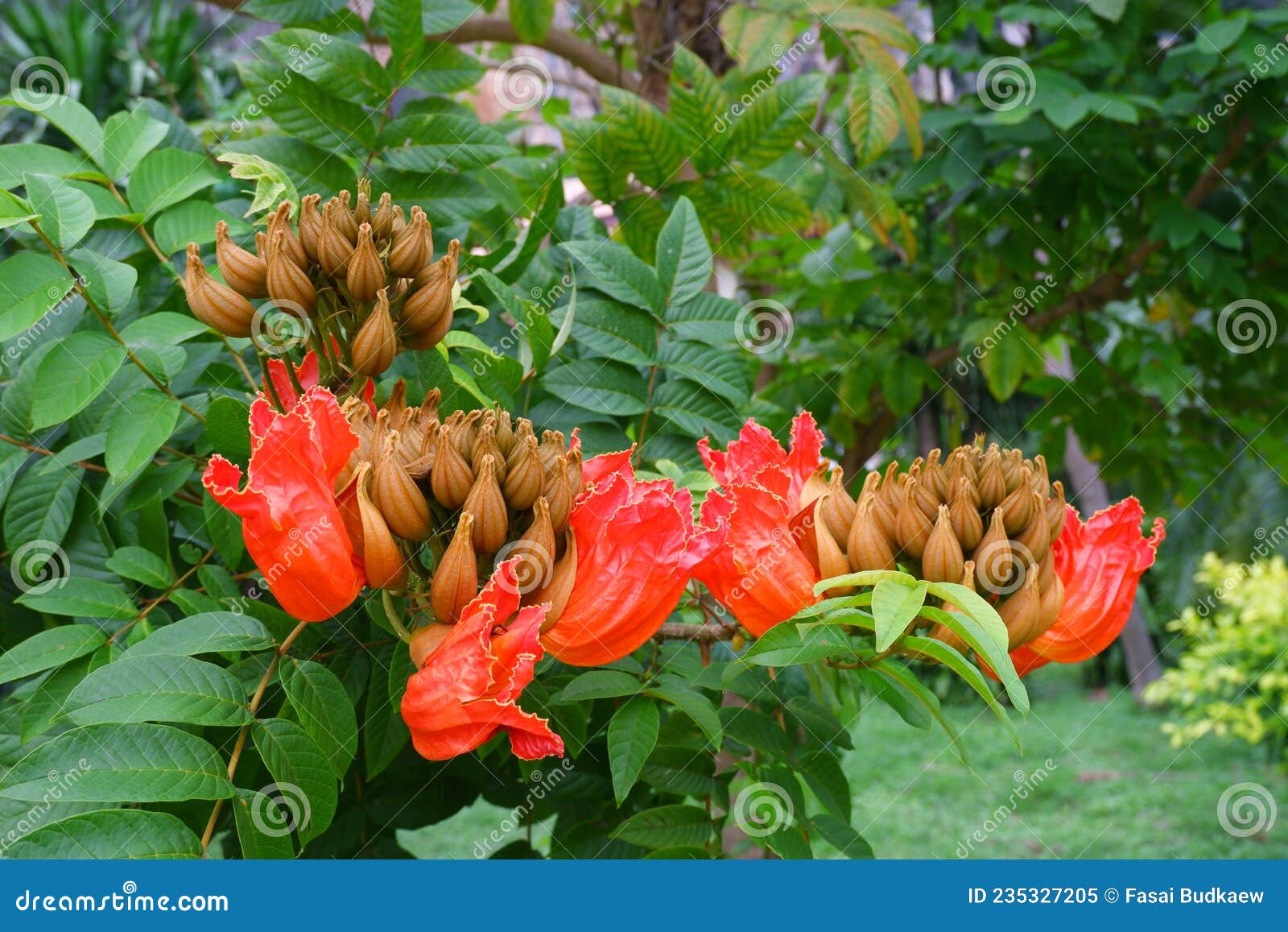 Tulipa De Africom De Flor De Laranja Sobre Fundo Natural Imagem de Stock -  Imagem de flama, folha: 235327205