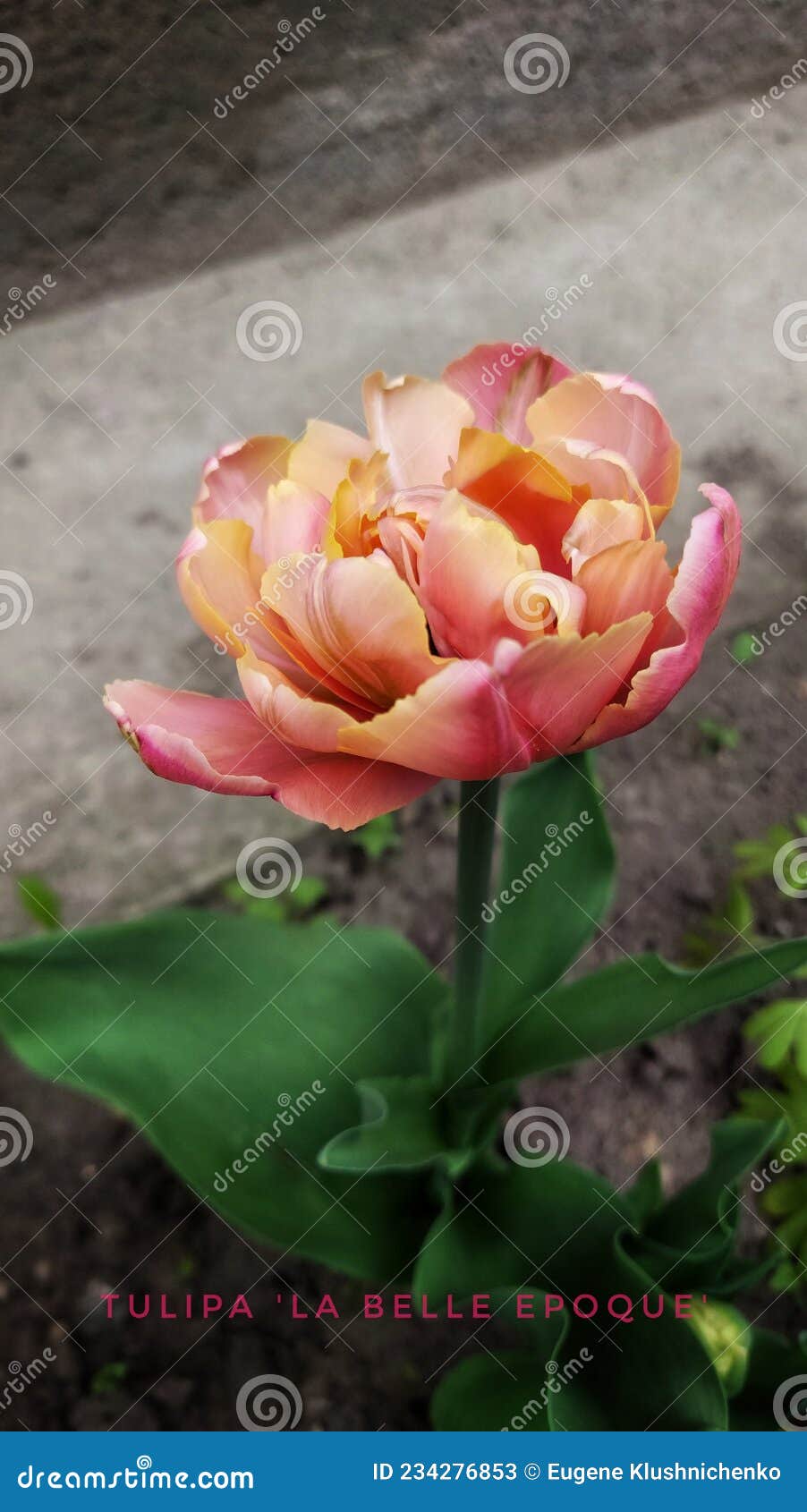 tulipa la belle epoque