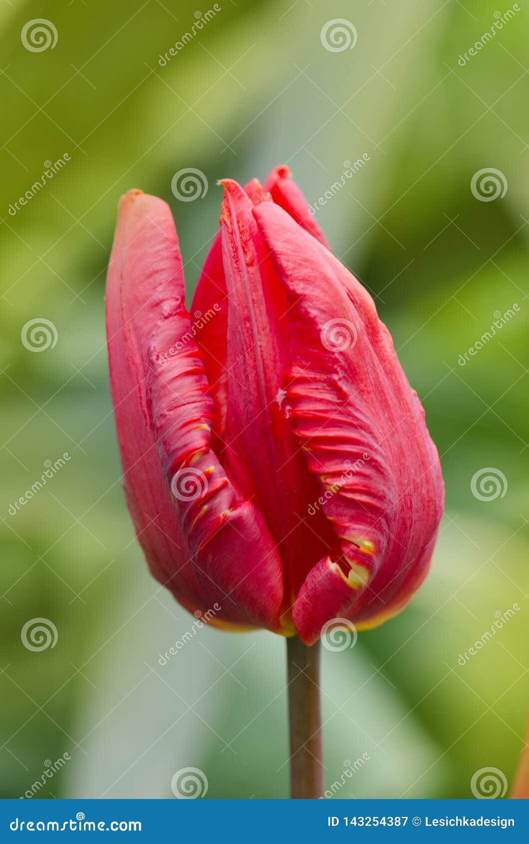 Tulipa Rococo Red Parrot Tulip Stock Image Image Of Bloom Blossom 143254387