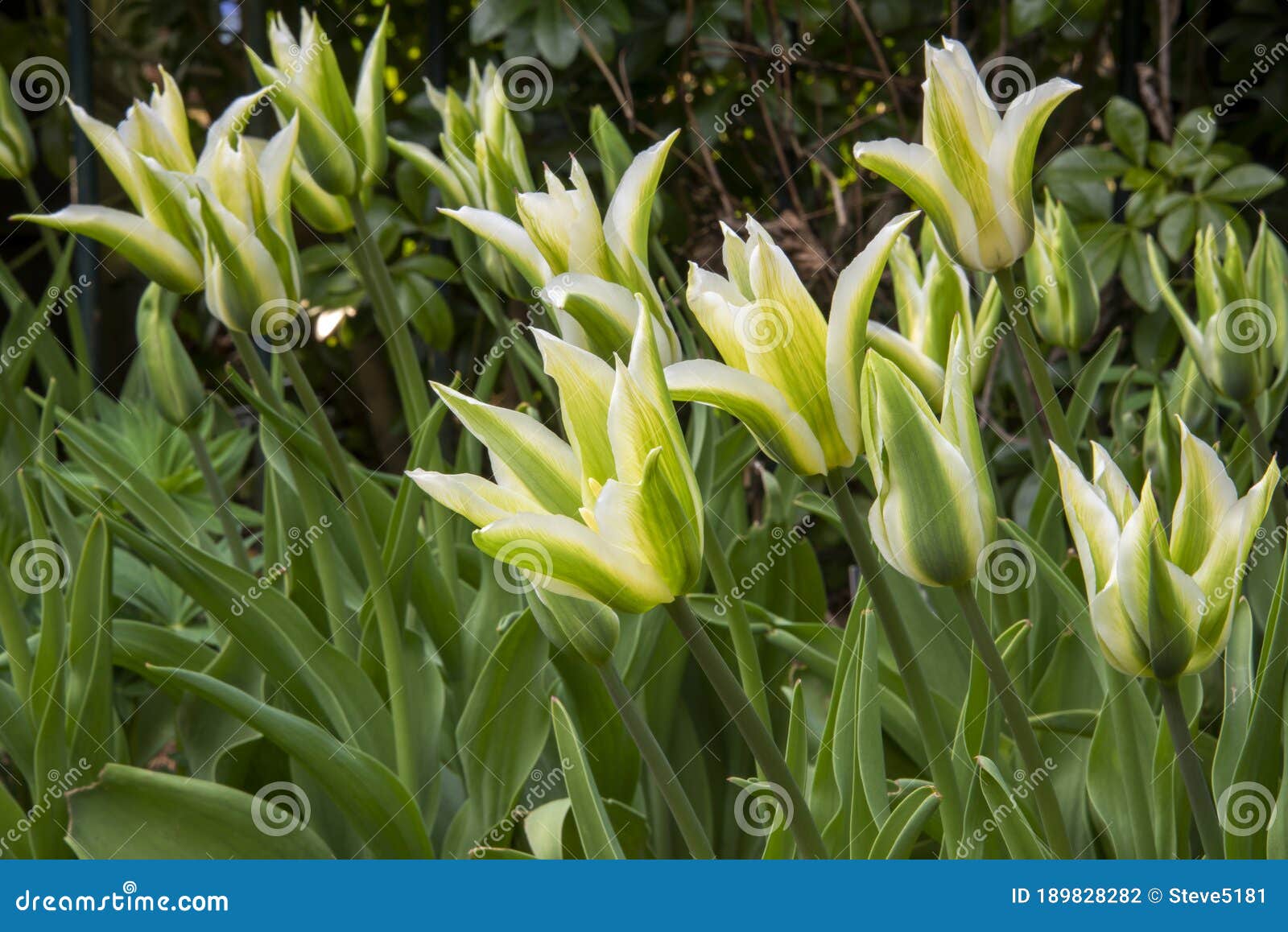 Striped Tulip `Green Star` Flowers in Garden Border Stock Photo Image