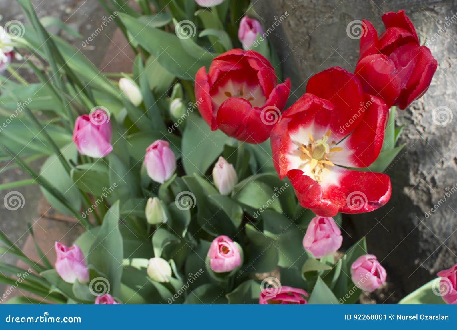Tulipa vermelha aberta imagem de stock. Imagem de verde - 92268001