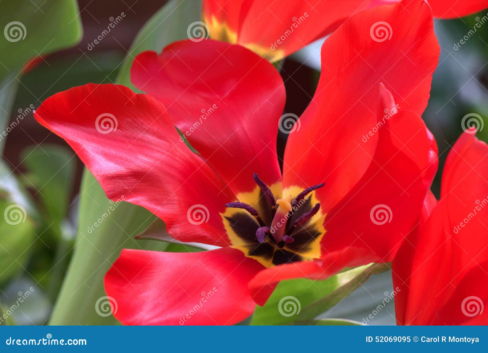 Tulipa vermelha aberta II imagem de stock. Imagem de hermafrodita - 52069095