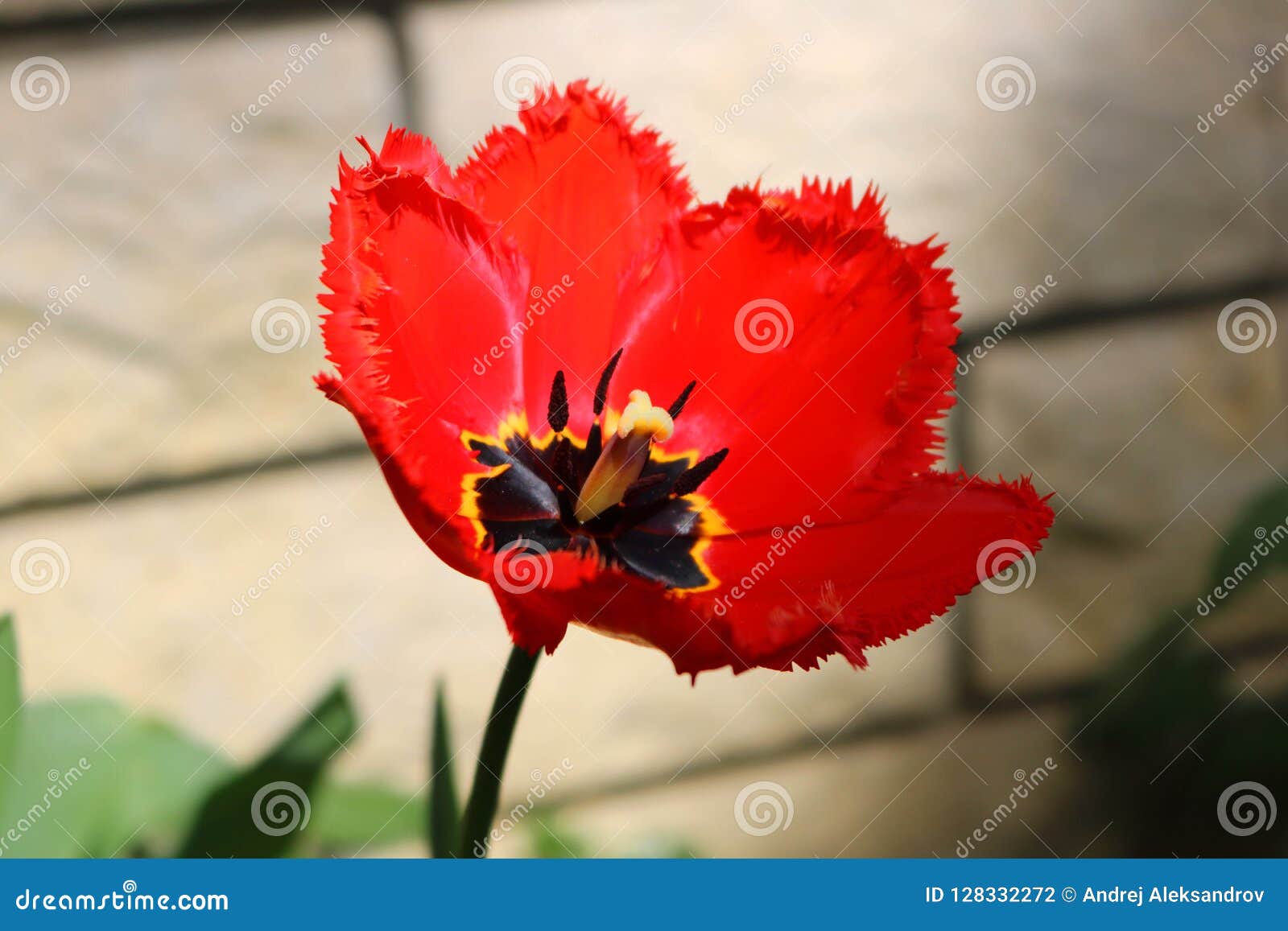 Tulipa Vermelha Aberta Que Banha-se No Sol Foto de Stock - Imagem de  bonito, planta: 128332272