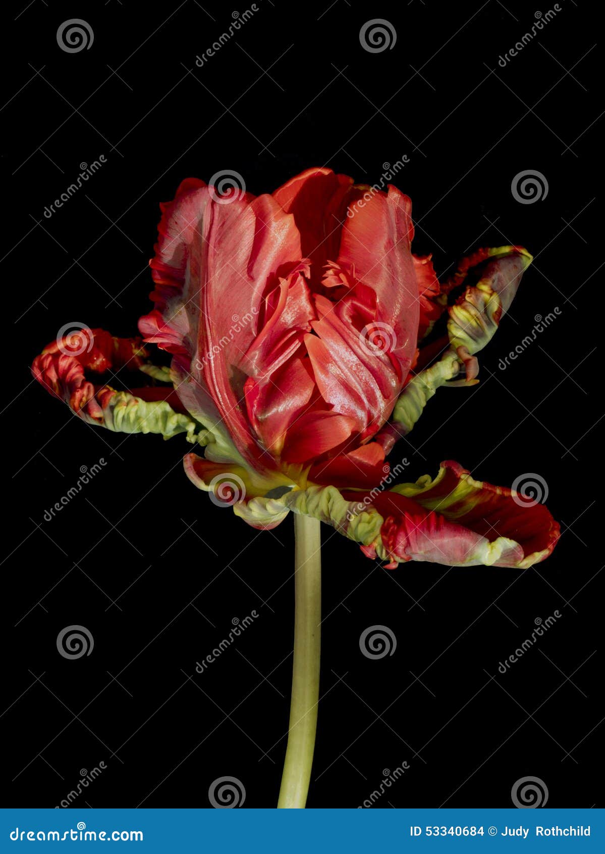 Tulipa vermelha do papagaio isolada no fundo preto. Escolha a tulipa vermelha do papagaio na flor completa isolada em um fundo preto