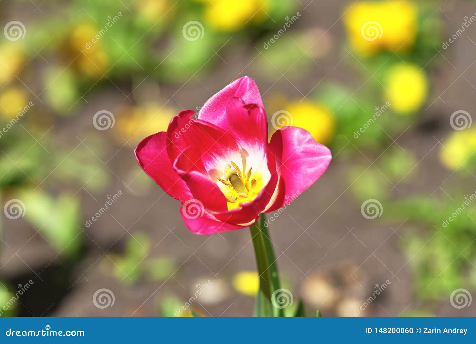 Tulipa Vermelha, Renascimento Vermelho Da Variedade a Flor Abriu No Sol  Mola Do Conceito Foto de Stock - Imagem de conceito, colorido: 148200060